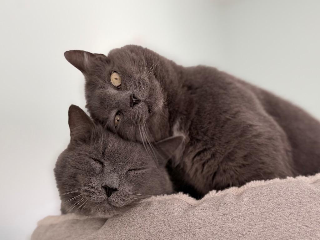 Enlarge Jessie **Bonded with Max**, a Adoptable mixed breed in Peru, NY image 6/6