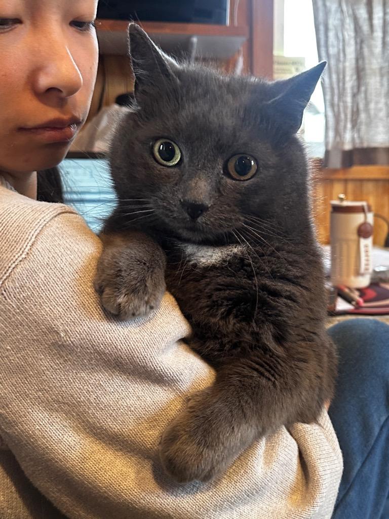 Jessie, Adoptable, Adult Female Domestic Short Hair.