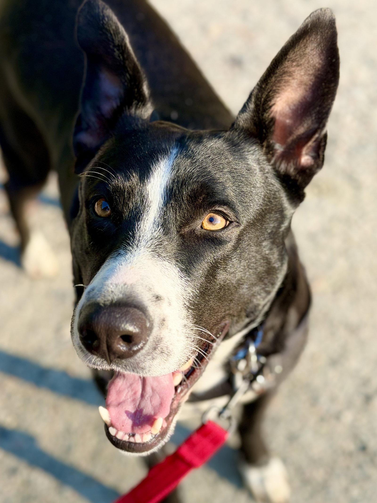 Enlarge Sadie, a Adoptable mixed breed in West Cornwall, CT image 1/3