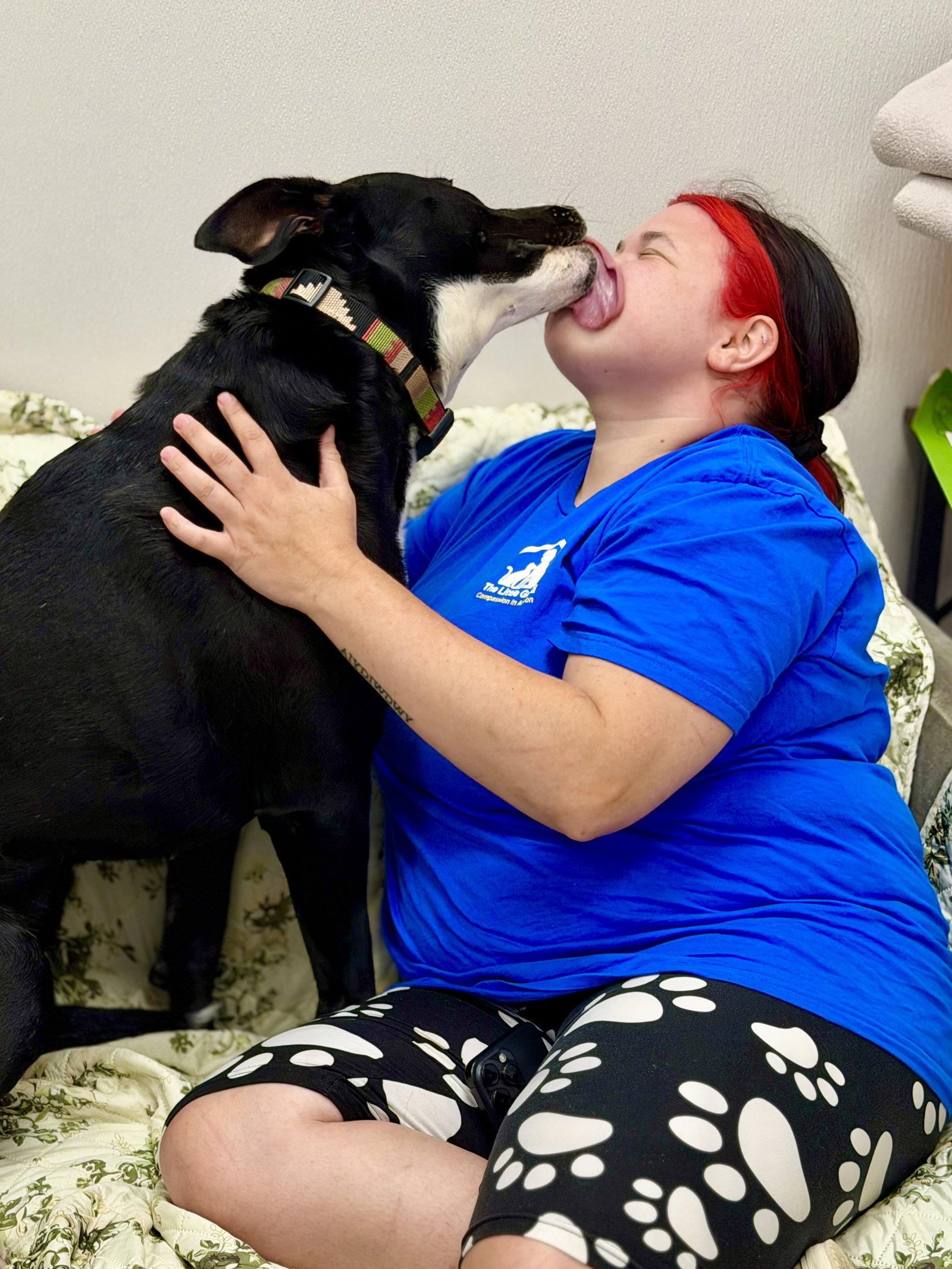 Enlarge Sadie, a Adoptable mixed breed in West Cornwall, CT image 2/3