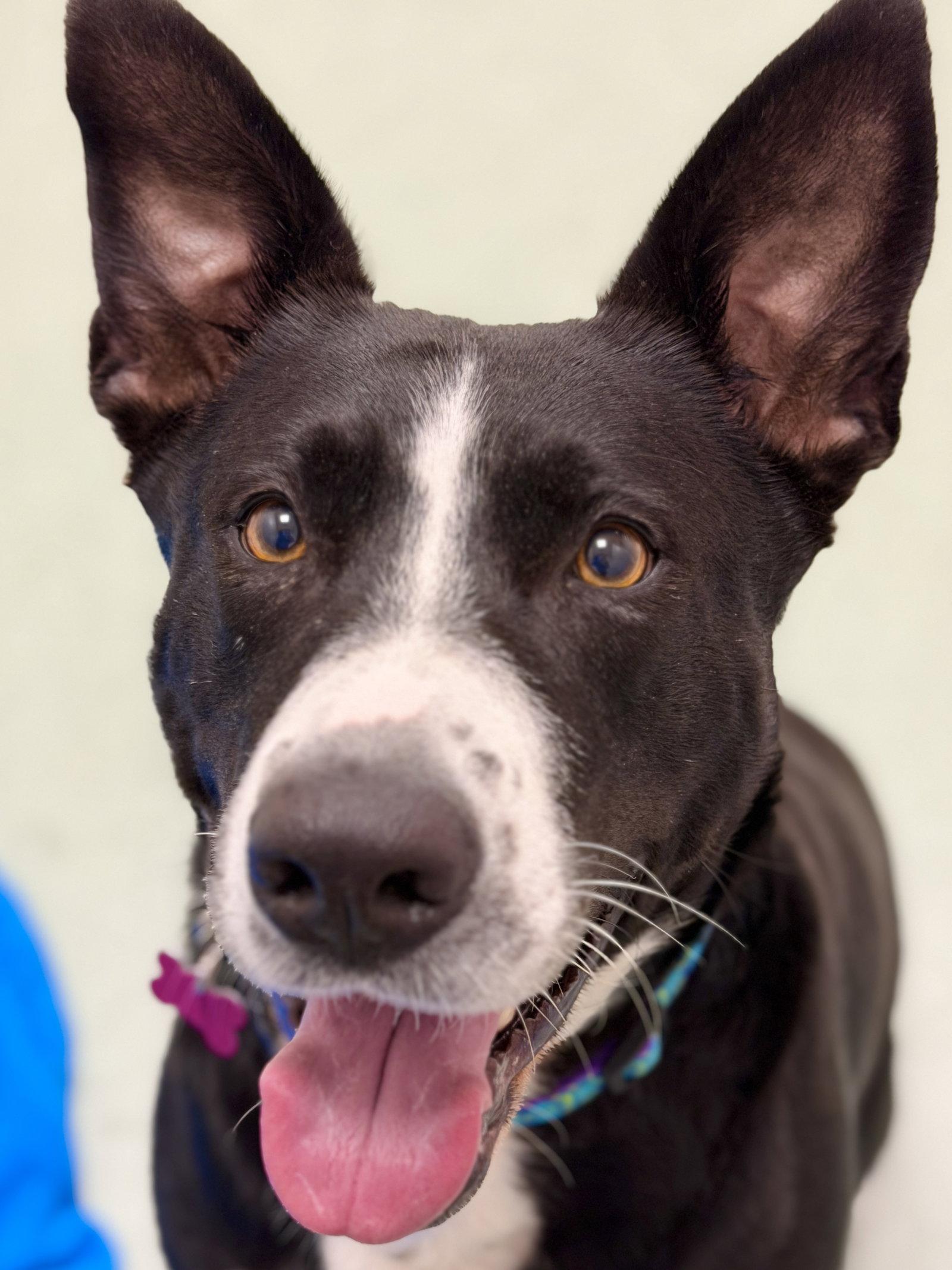 Enlarge Sadie, a Adoptable mixed breed in West Cornwall, CT image 3/3