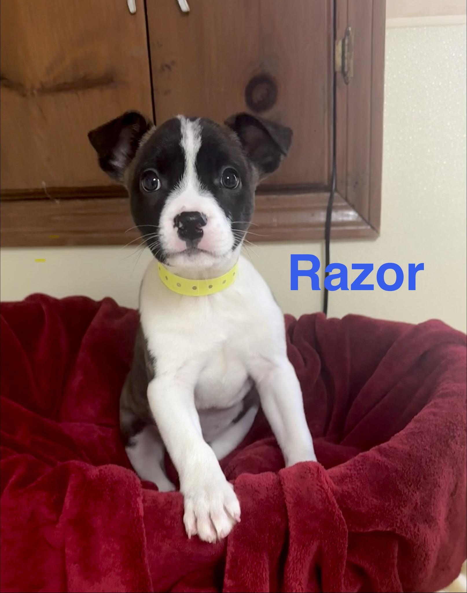 Enlarge Razor , a ADOPTABLE mixed breed in Douglas, MA image 1/4