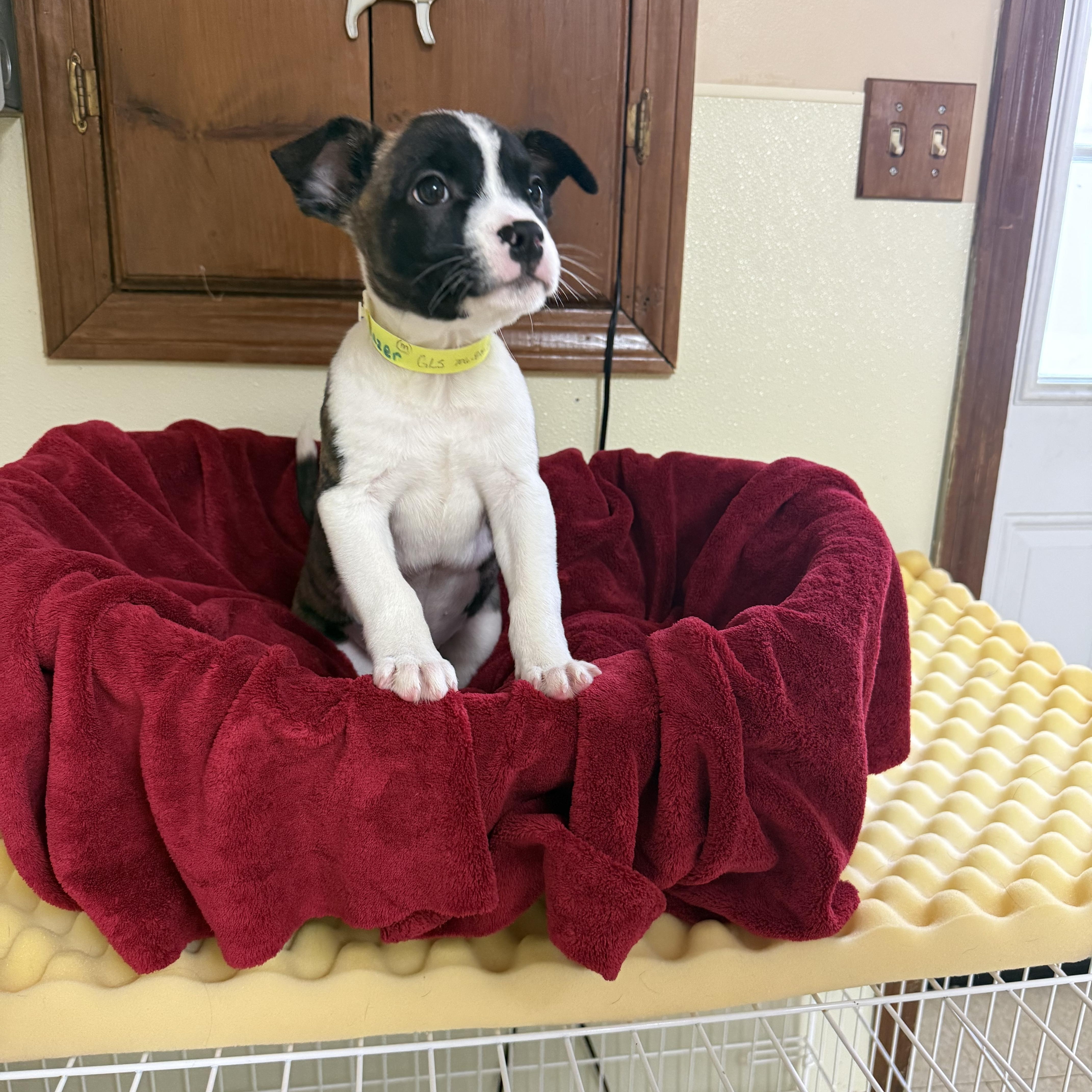 Enlarge Razor , a ADOPTABLE mixed breed in Douglas, MA image 2/4