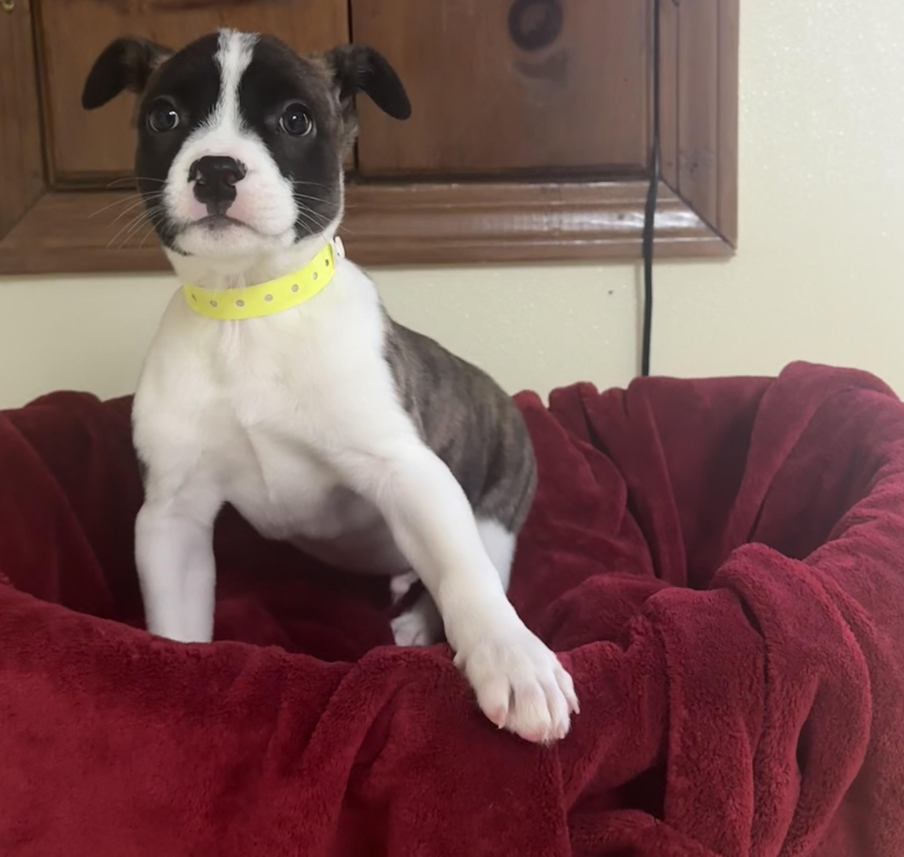 Enlarge Razor , a ADOPTABLE mixed breed in Douglas, MA image 4/4