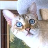 CINNAMON - GORGEOUS, PUREBRED, SNOW BENGAL, adopted, Young Female Bengal.