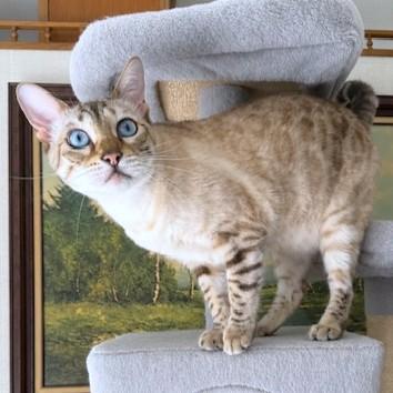 Enlarge CINNAMON - GORGEOUS, PUREBRED, SNOW BENGAL, an adopted Bengal in Danbury, CT image 2/2