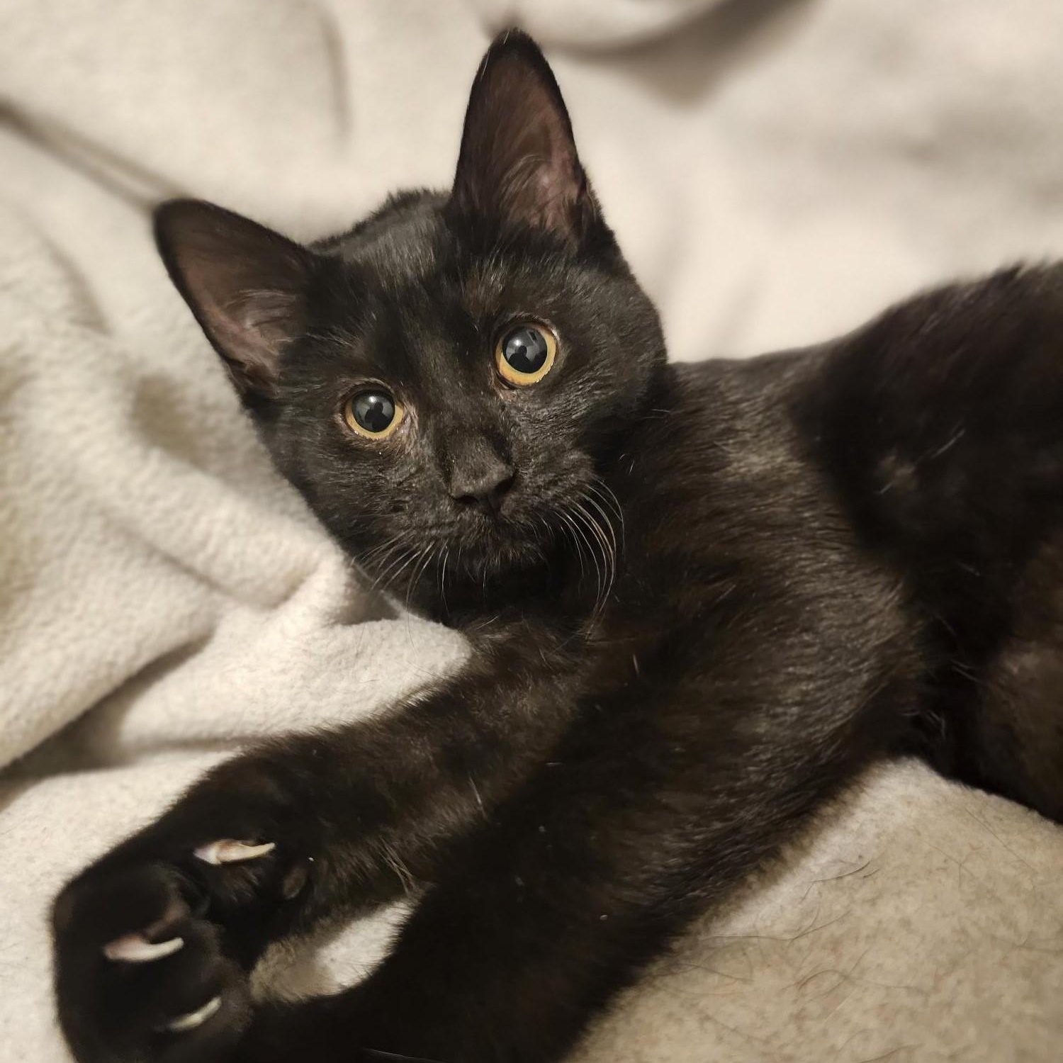 Enlarge Silk - Affectionate, a ADOPTABLE mixed breed in Hoquiam, WA image 2/4