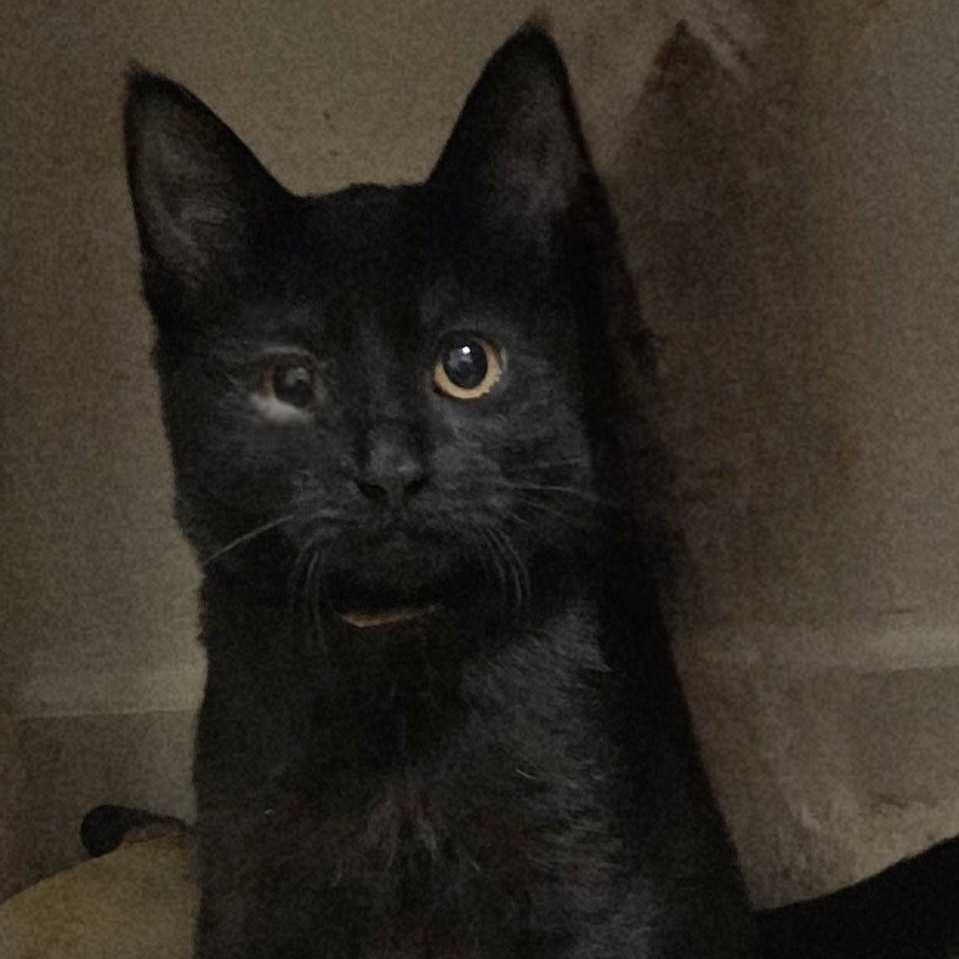 Enlarge Silk - Affectionate, a ADOPTABLE mixed breed in Hoquiam, WA image 4/4