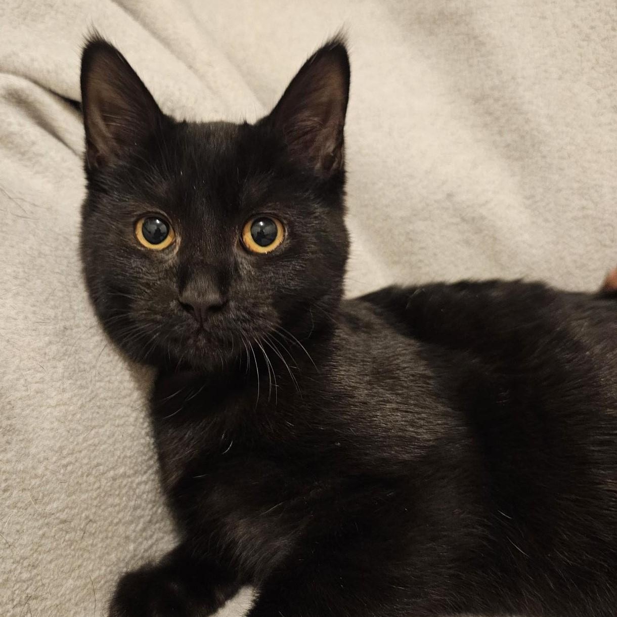 Silk - Affectionate, ADOPTABLE, Kitten Female Bombay.