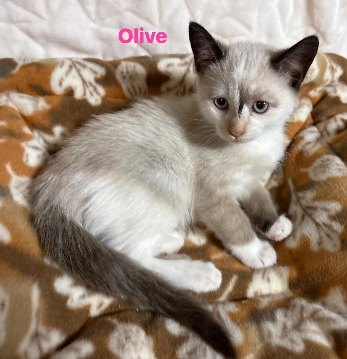 Olive