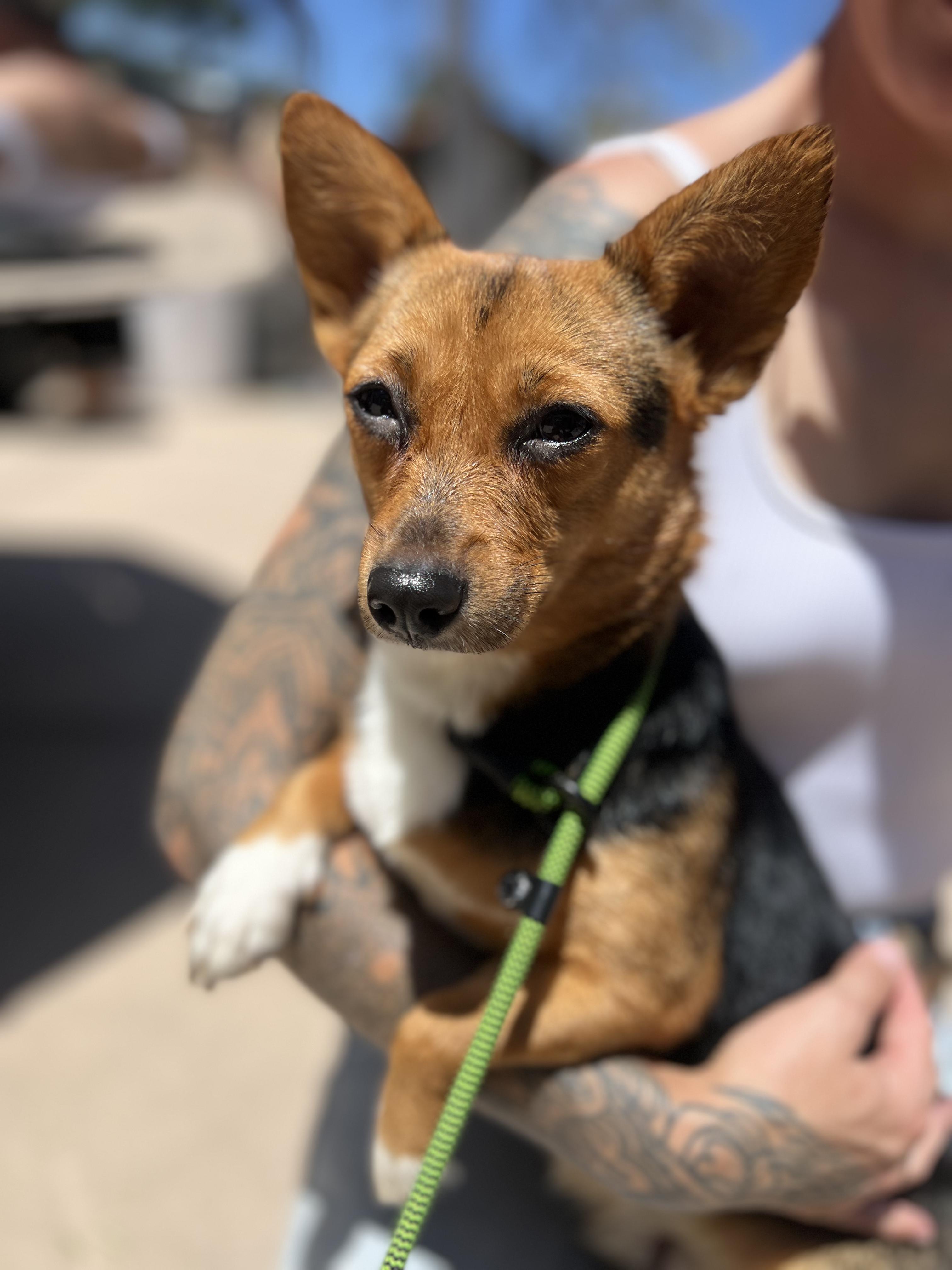 Gabby, ADOPTABLE, Puppy Female Cardigan Welsh Corgi.
