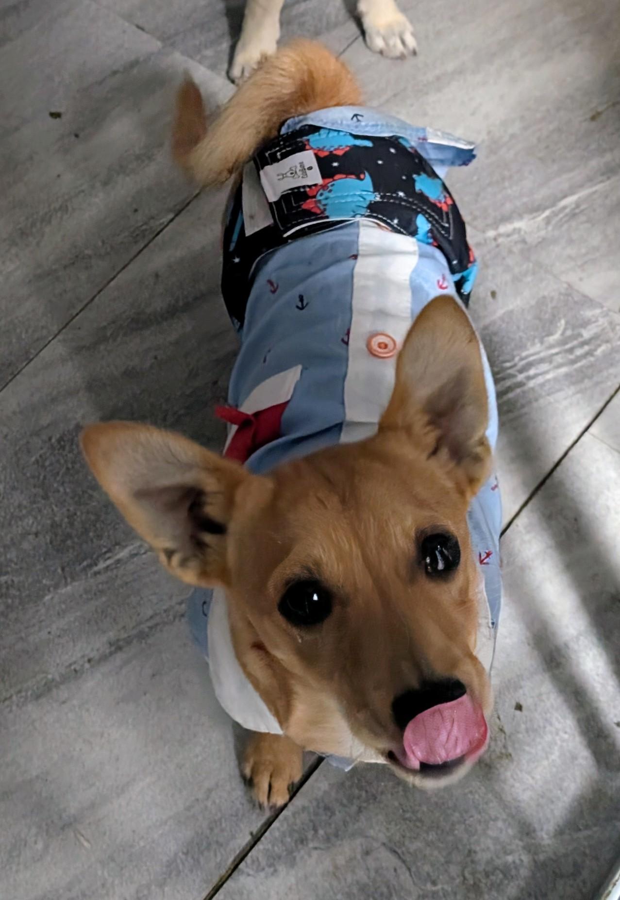 Enlarge Cheeky , a ADOPTABLE mixed breed in Saint David, AZ image 3/4