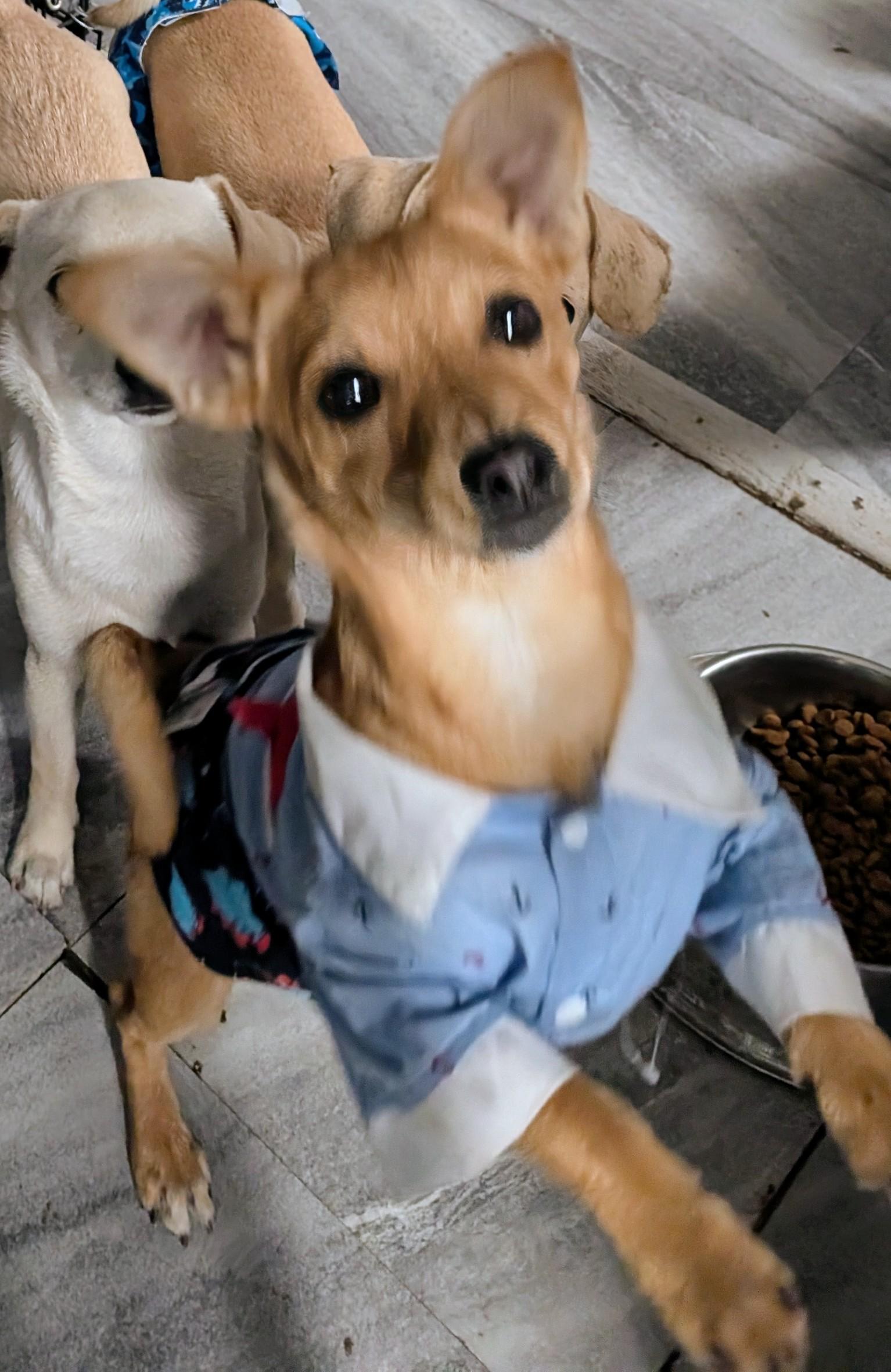 Cheeky , ADOPTABLE, Young Male Chihuahua.