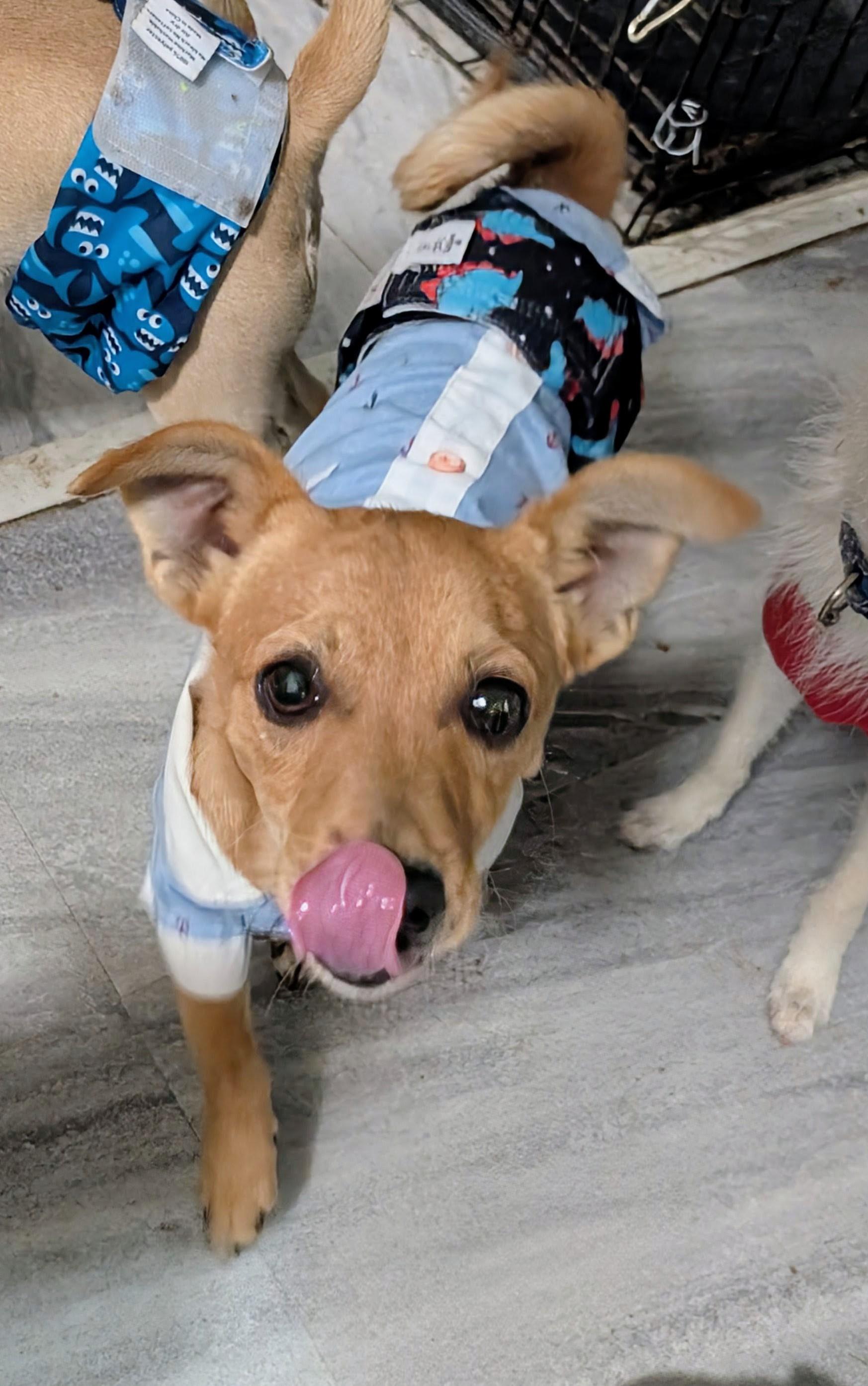 Enlarge Cheeky , a ADOPTABLE mixed breed in Saint David, AZ image 2/4