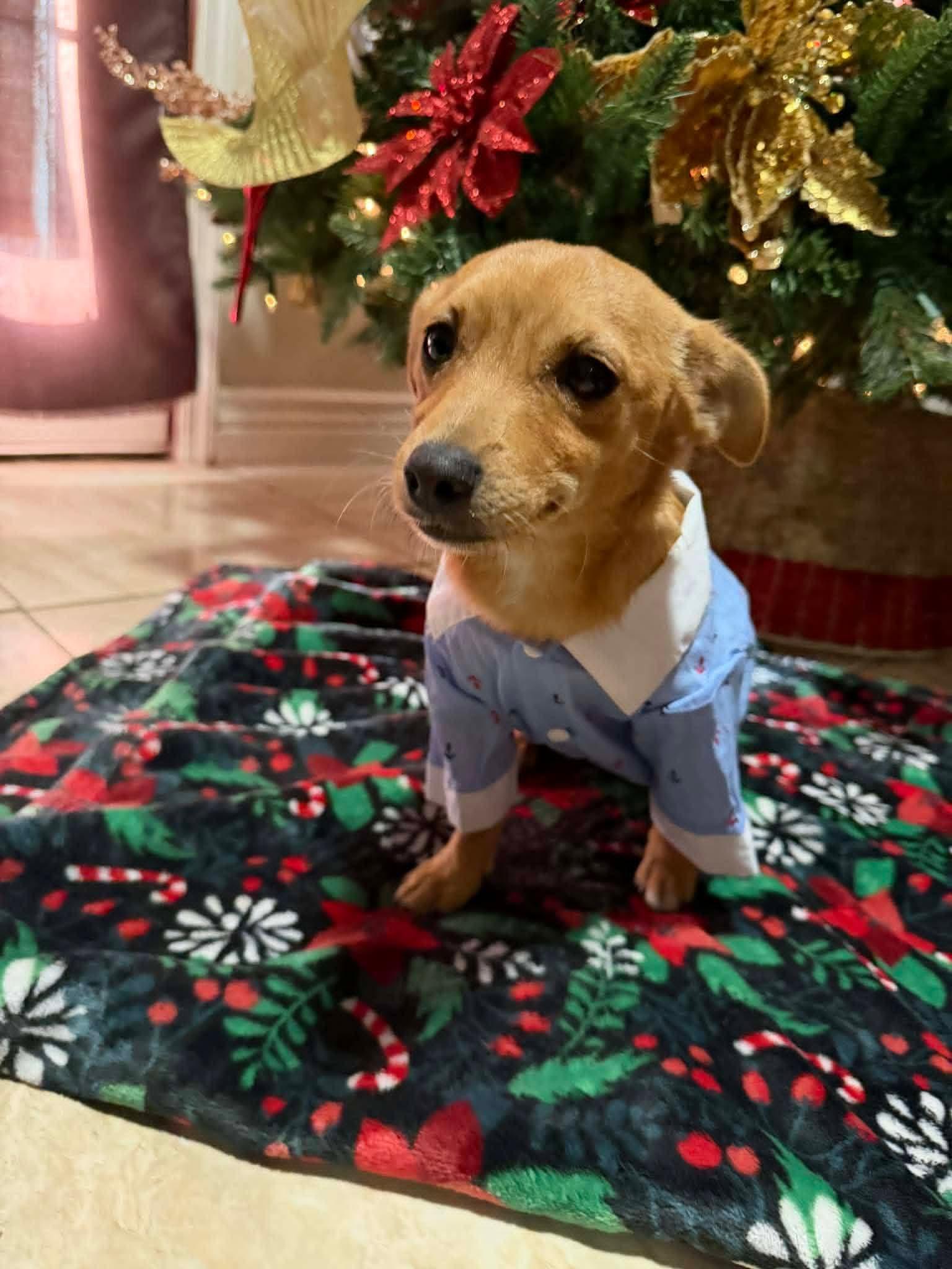 Enlarge Cheeky , a ADOPTABLE mixed breed in Saint David, AZ image 4/4