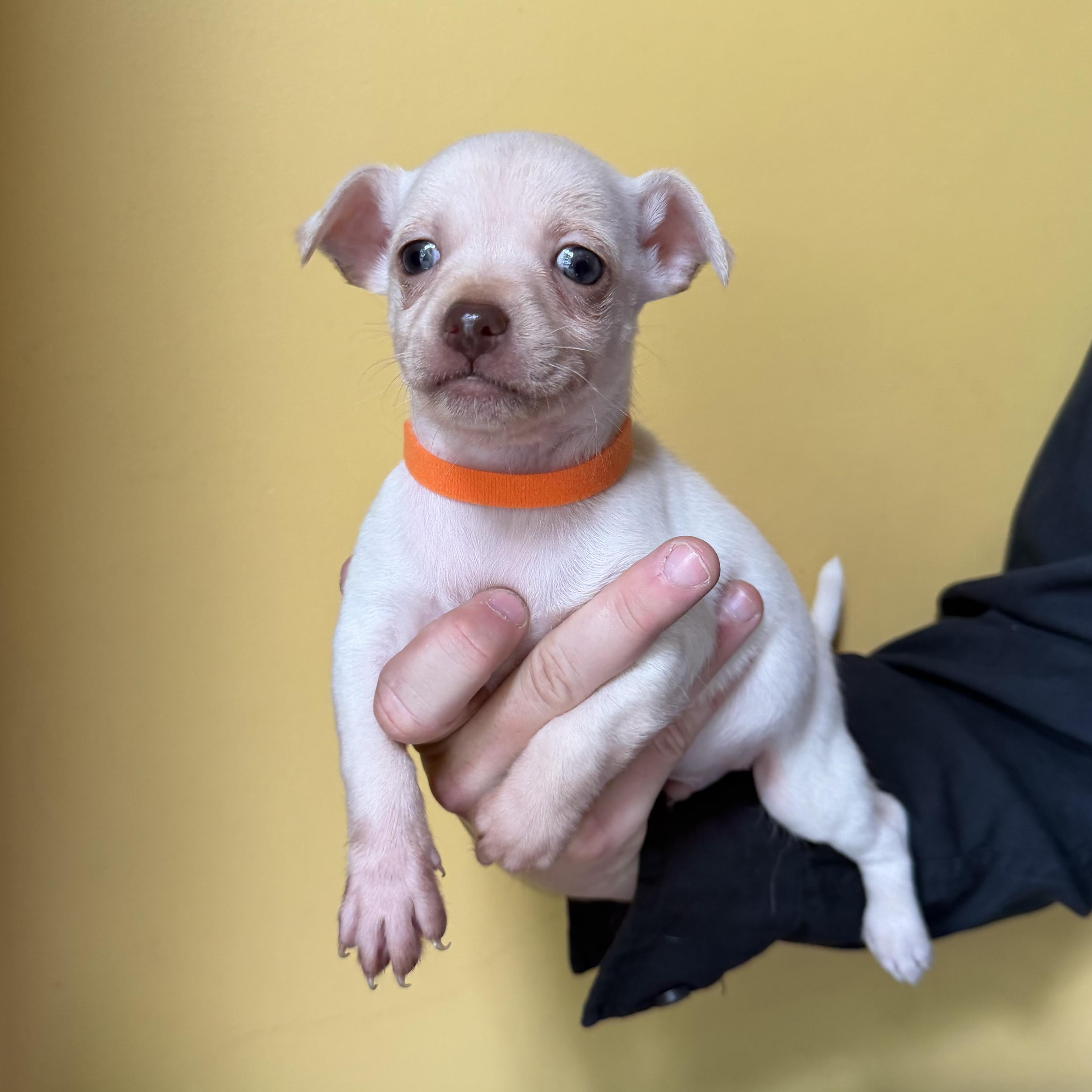 Enlarge Popcorn, a ADOPTABLE mixed breed in Boulder, CO image 2/6