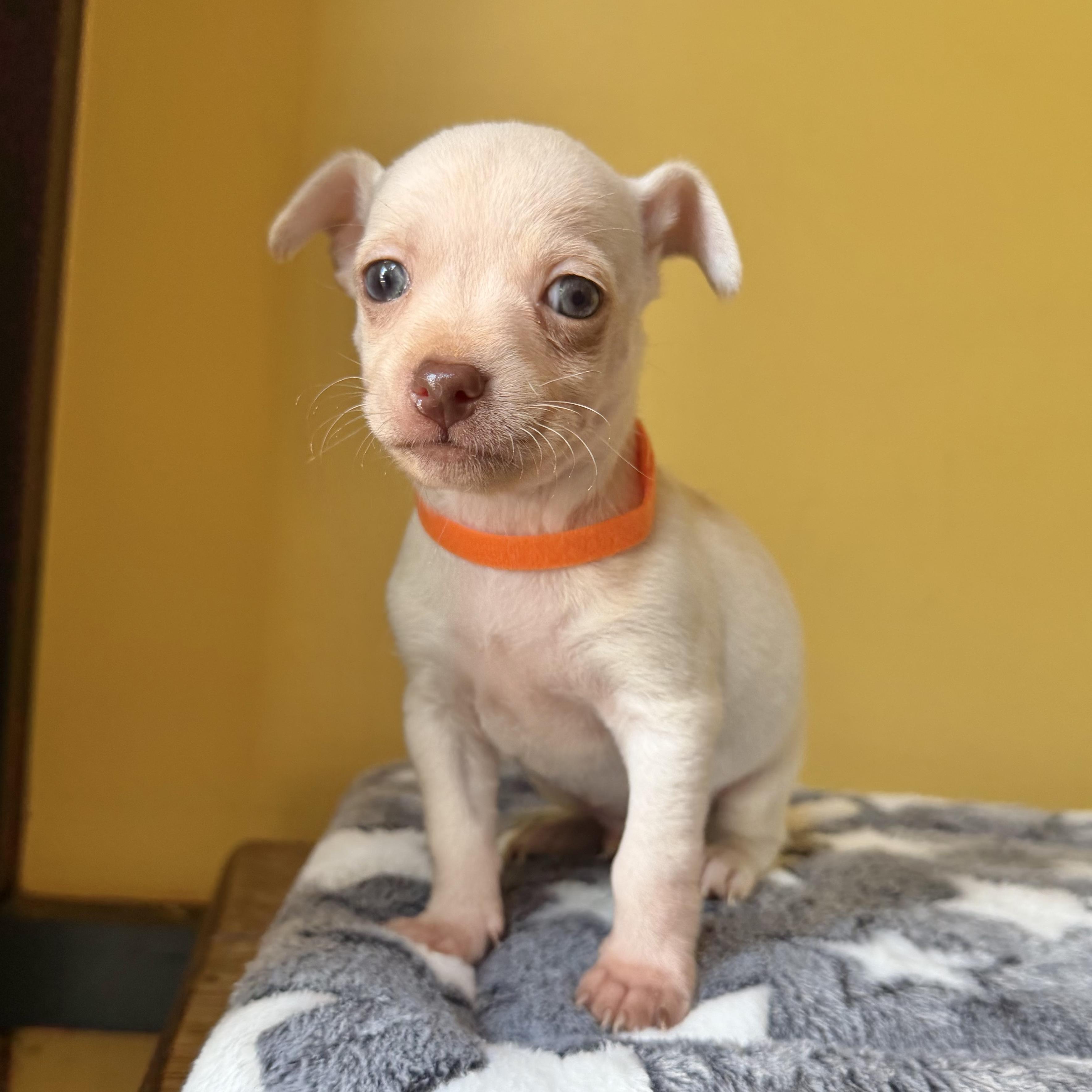 Enlarge Popcorn, a ADOPTABLE mixed breed in Boulder, CO image 6/6