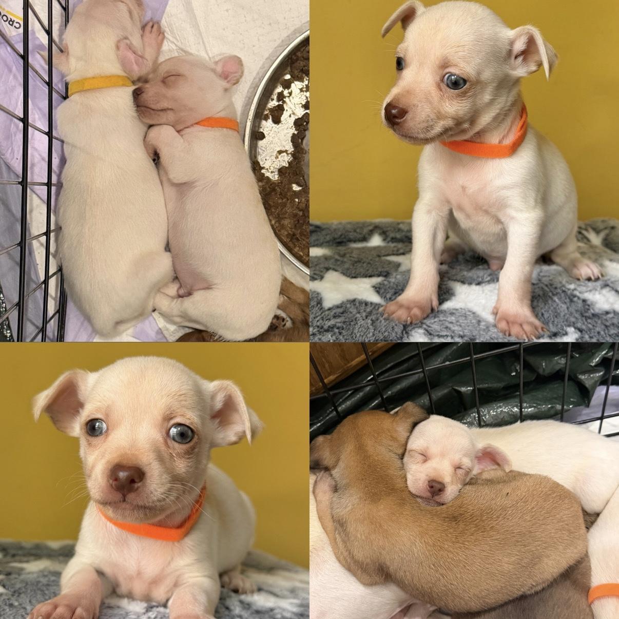 Enlarge Popcorn, a ADOPTABLE mixed breed in Boulder, CO image 5/6