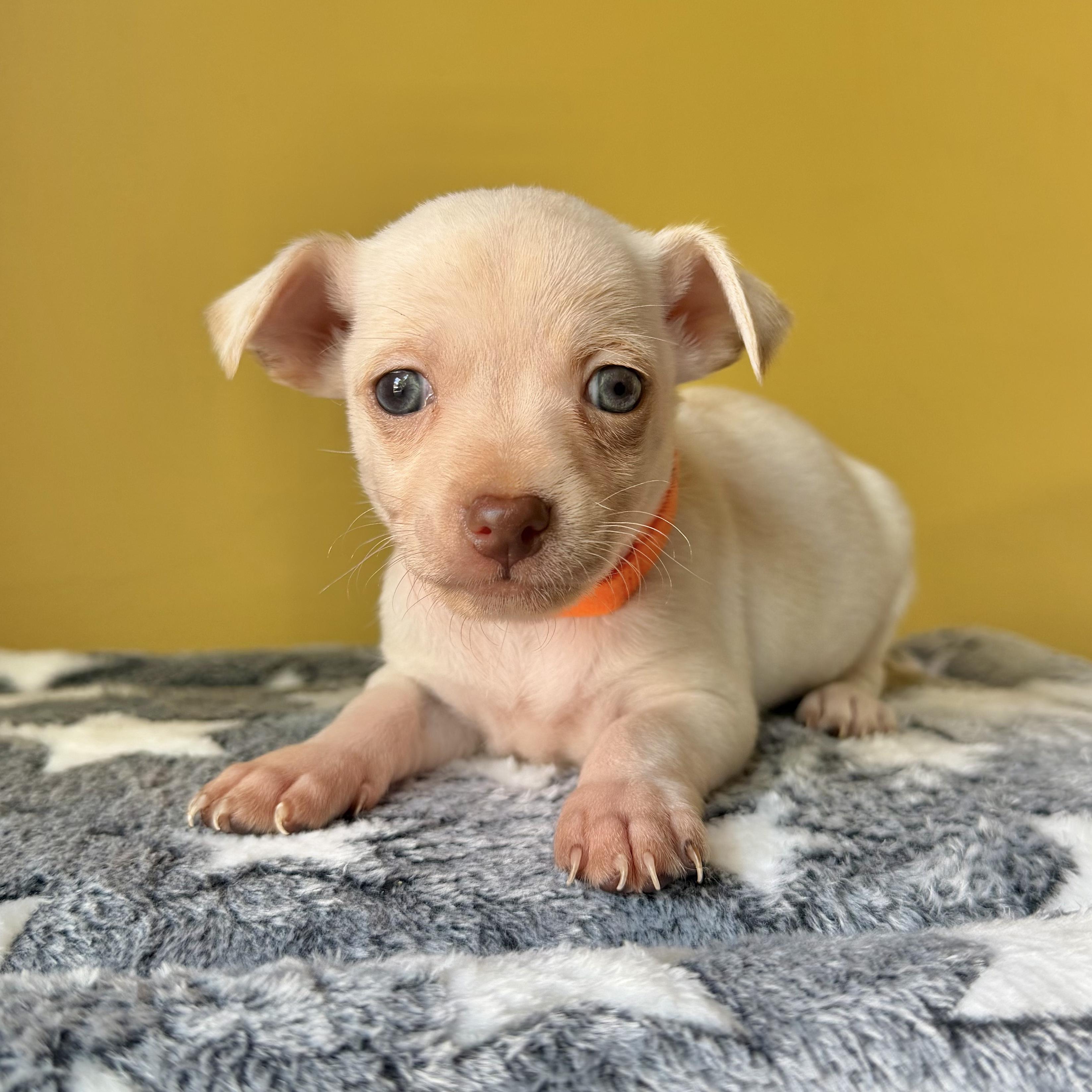 Enlarge Popcorn, a ADOPTABLE mixed breed in Boulder, CO image 1/6