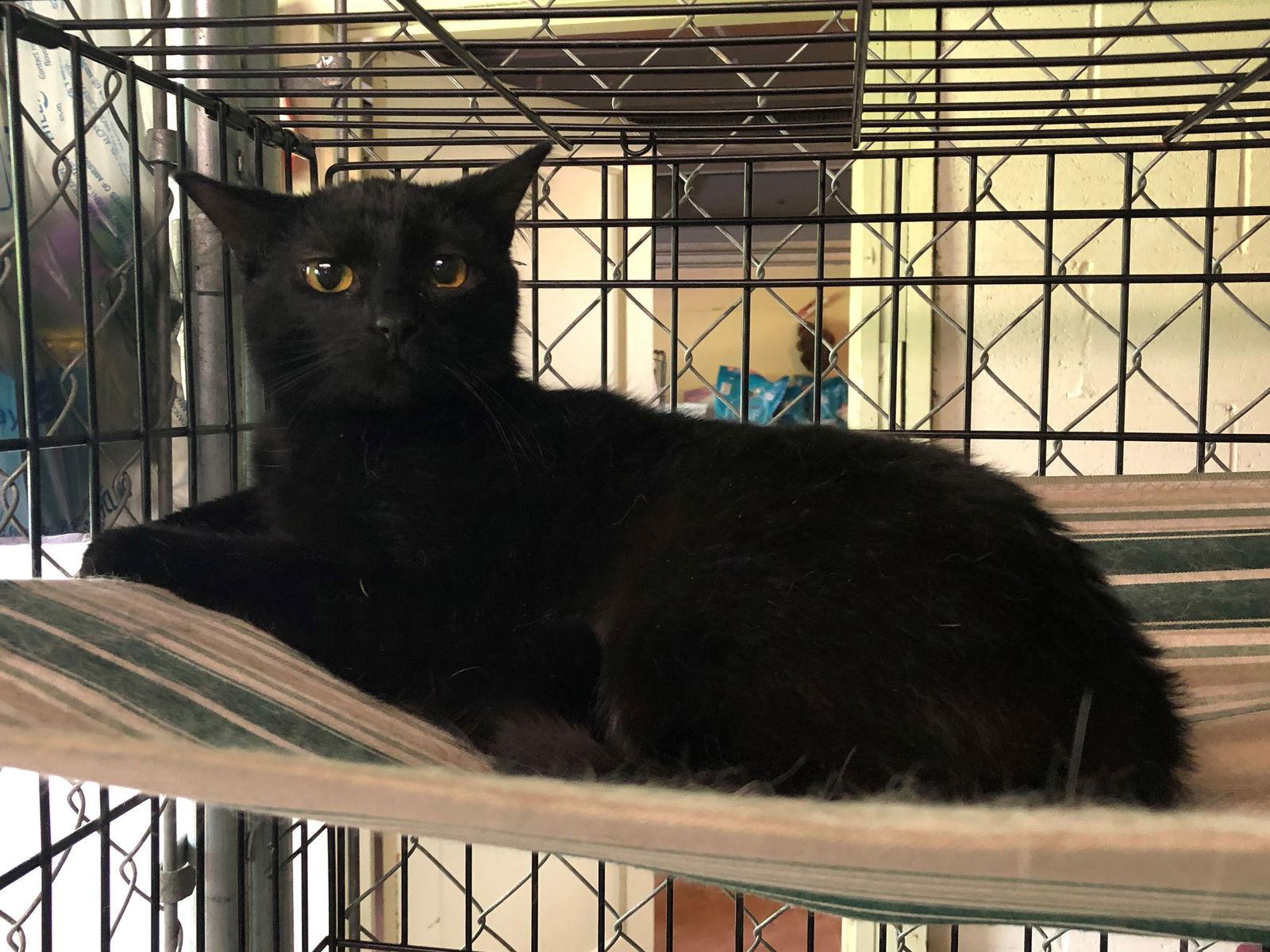 Eve (Sister to ChinChin), Adoptable, Adult Female Domestic Medium Hair.