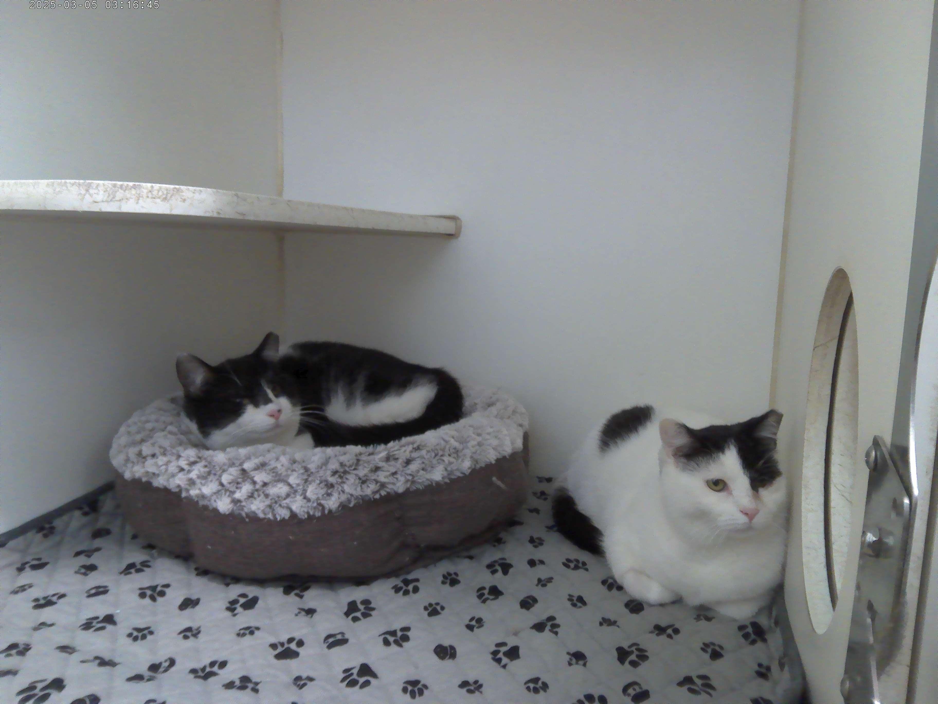 Enlarge Harry & Sally, a Adoptable Domestic Short Hair in Trumbull, CT image 1/1