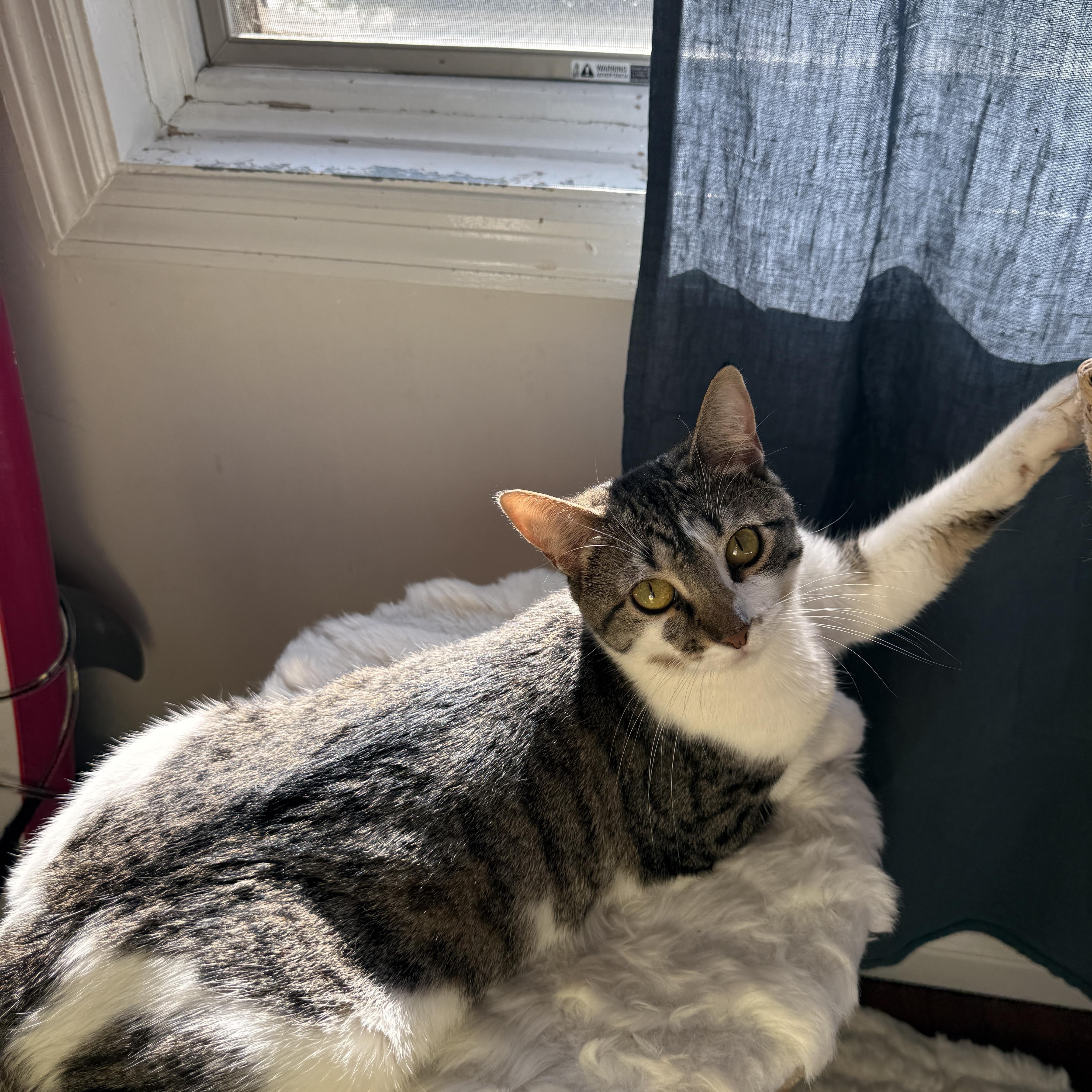Enlarge Tulle, a Adoptable Domestic Short Hair in Brooklyn, NY image 4/4