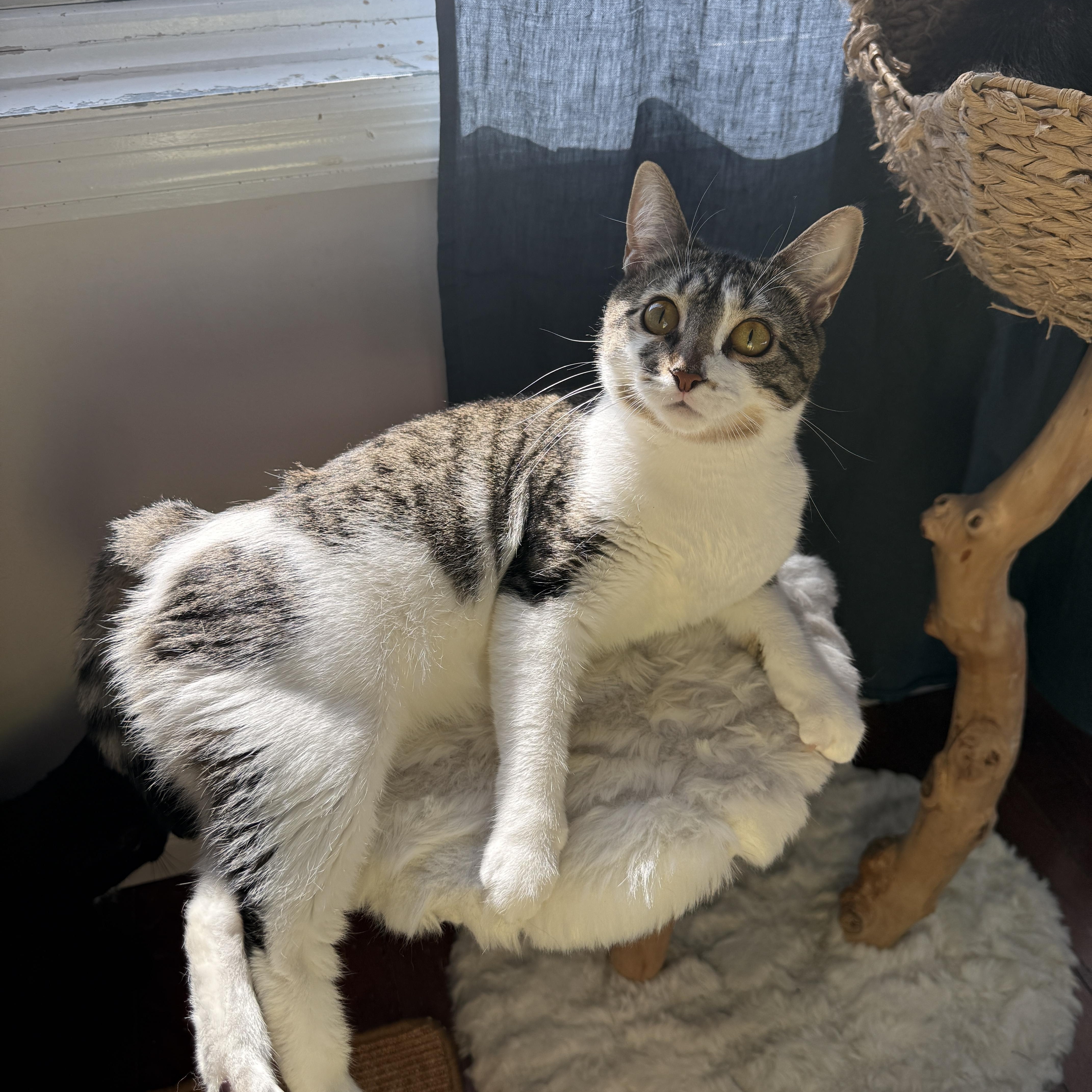 Enlarge Tulle, a Adoptable Domestic Short Hair in Brooklyn, NY image 2/4