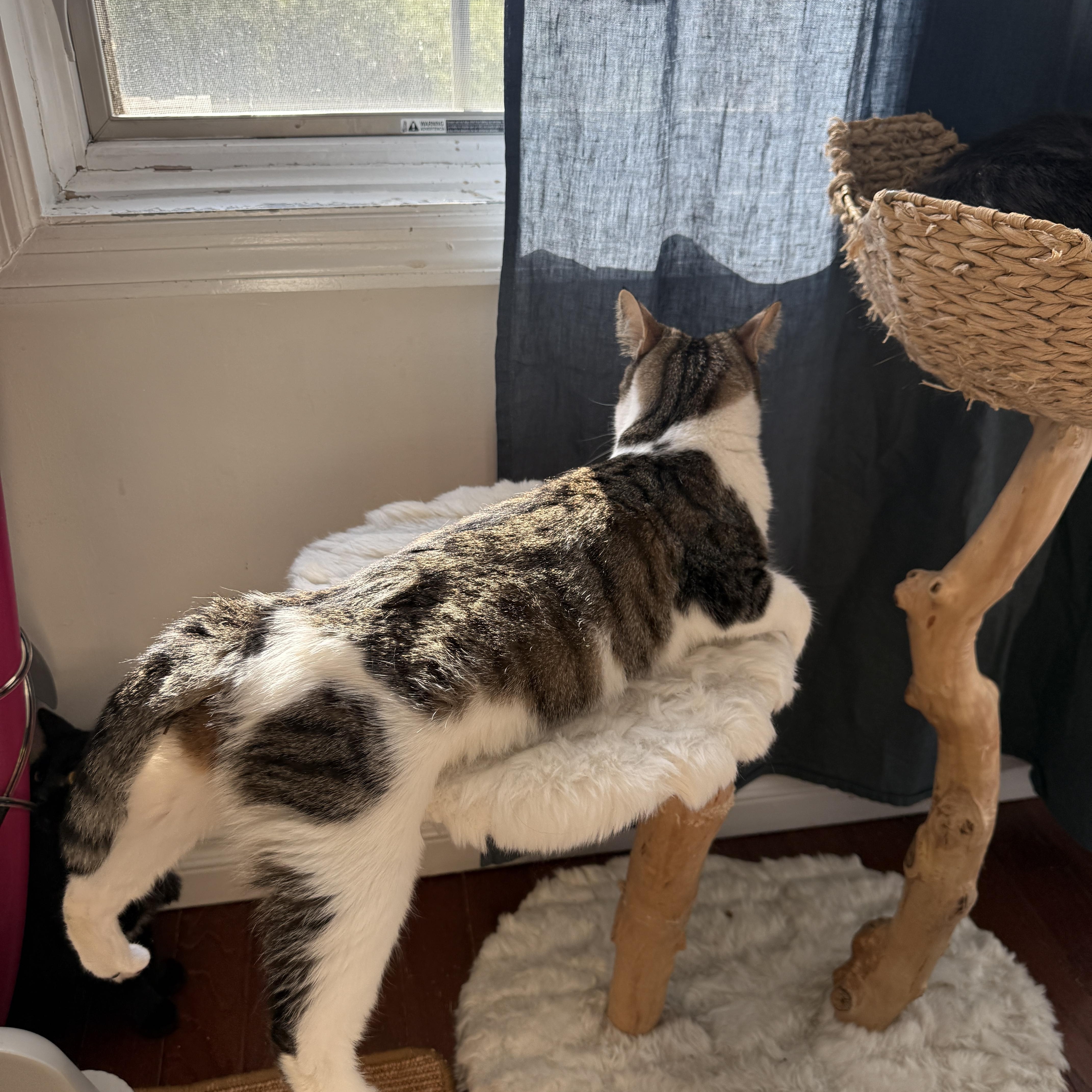 Enlarge Tulle, a Adoptable Domestic Short Hair in Brooklyn, NY image 3/4