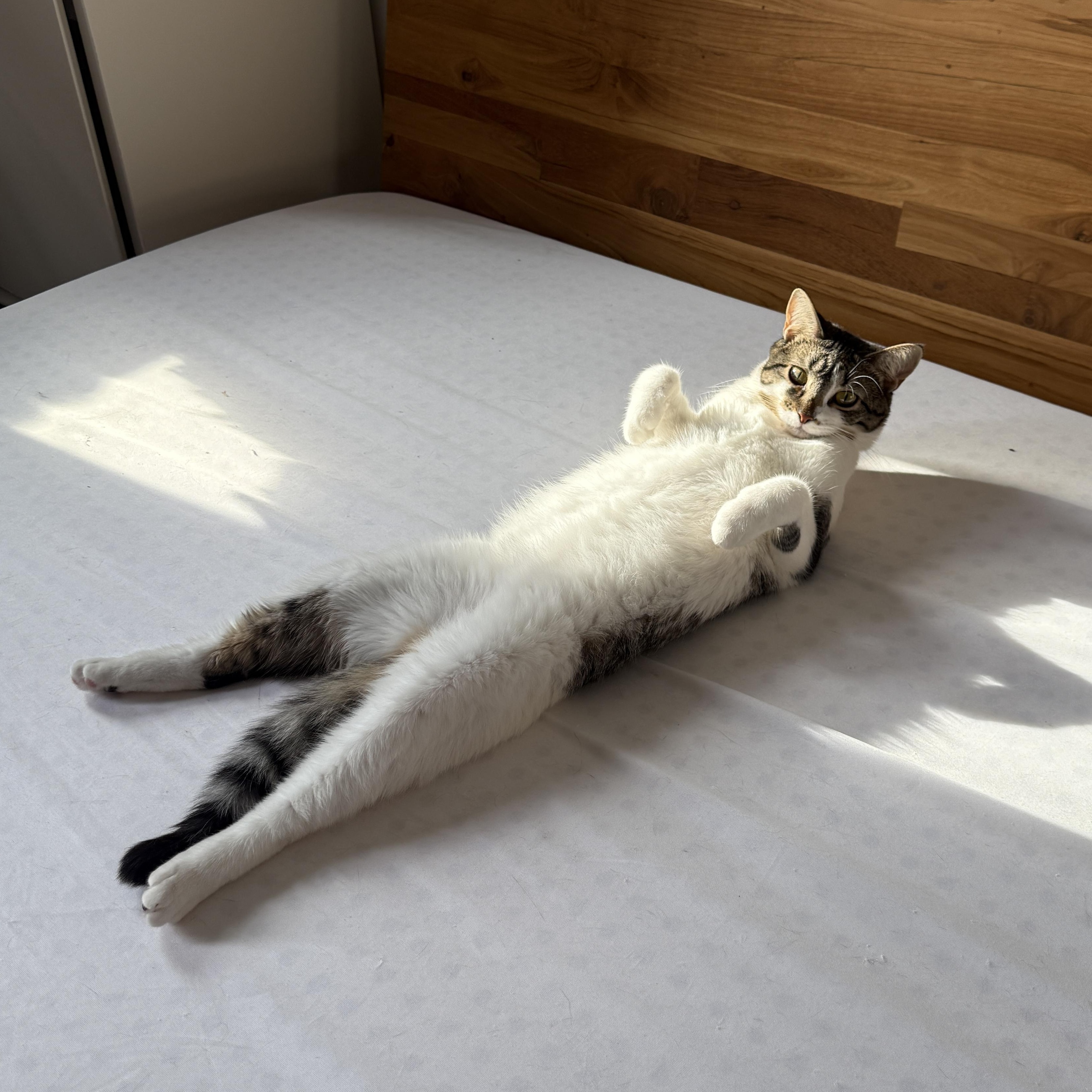 Enlarge Tulle, a Adoptable Domestic Short Hair in Brooklyn, NY image 1/4