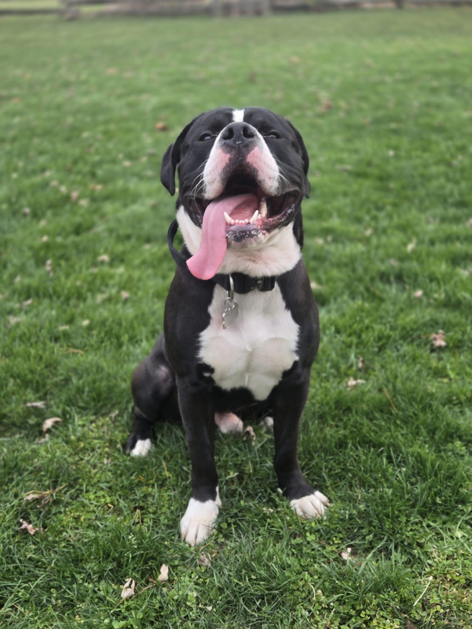 Enlarge Levi, an adoptable American Bulldog in Oakville, ON image 4/4