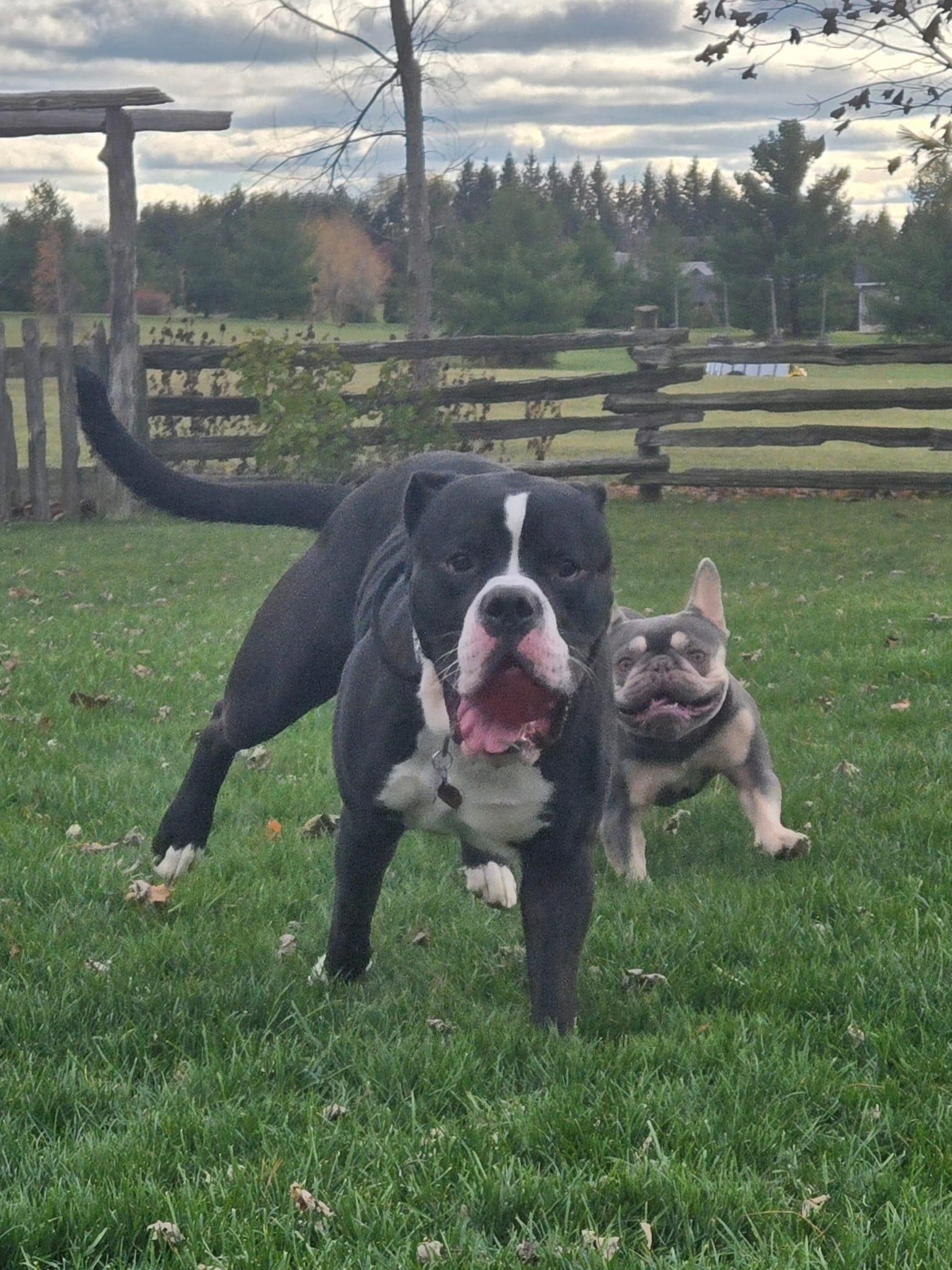 Enlarge Levi, an adoptable American Bulldog in Oakville, ON image 2/4