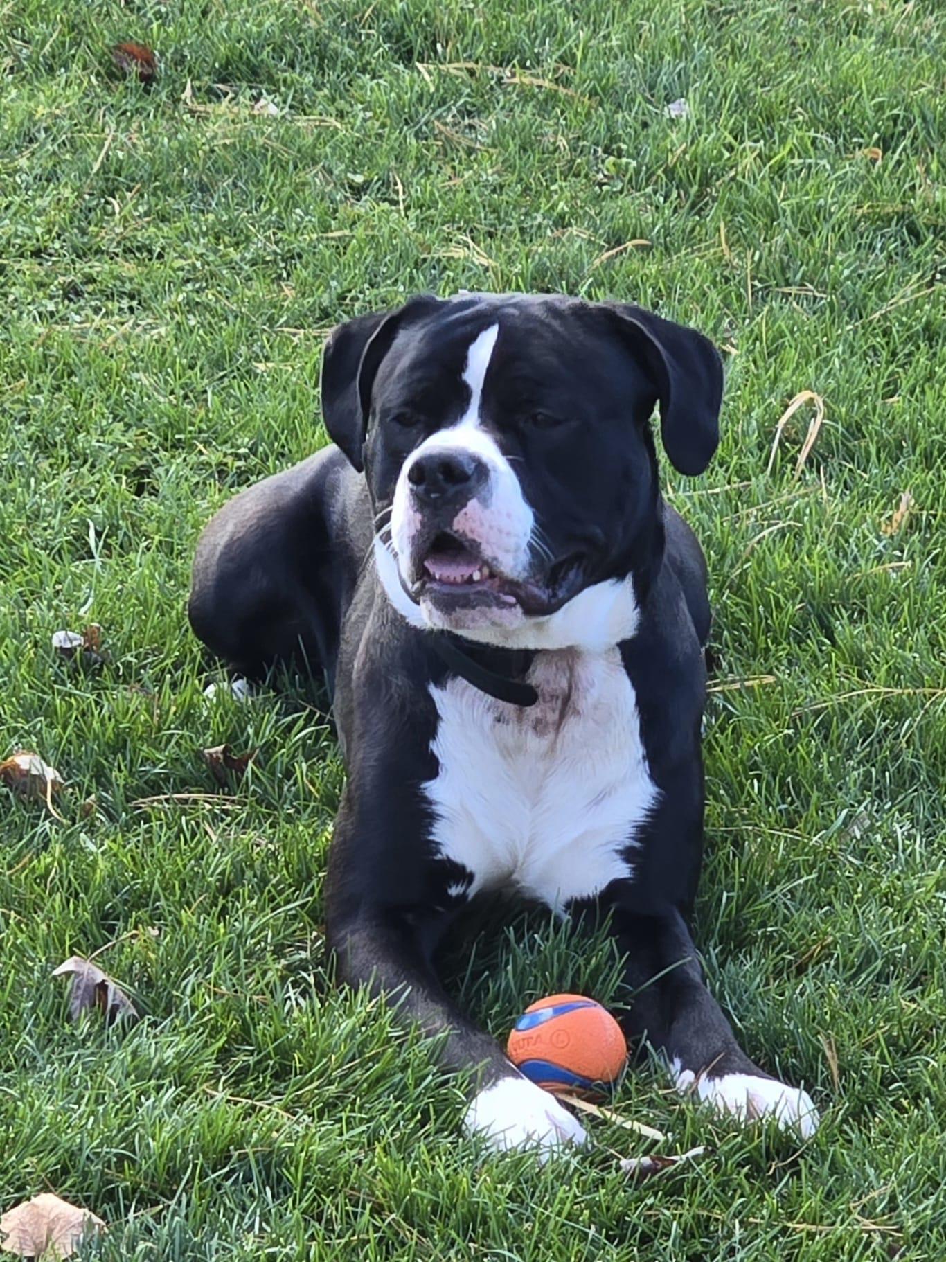 Enlarge Levi, an adoptable American Bulldog in Oakville, ON image 3/4