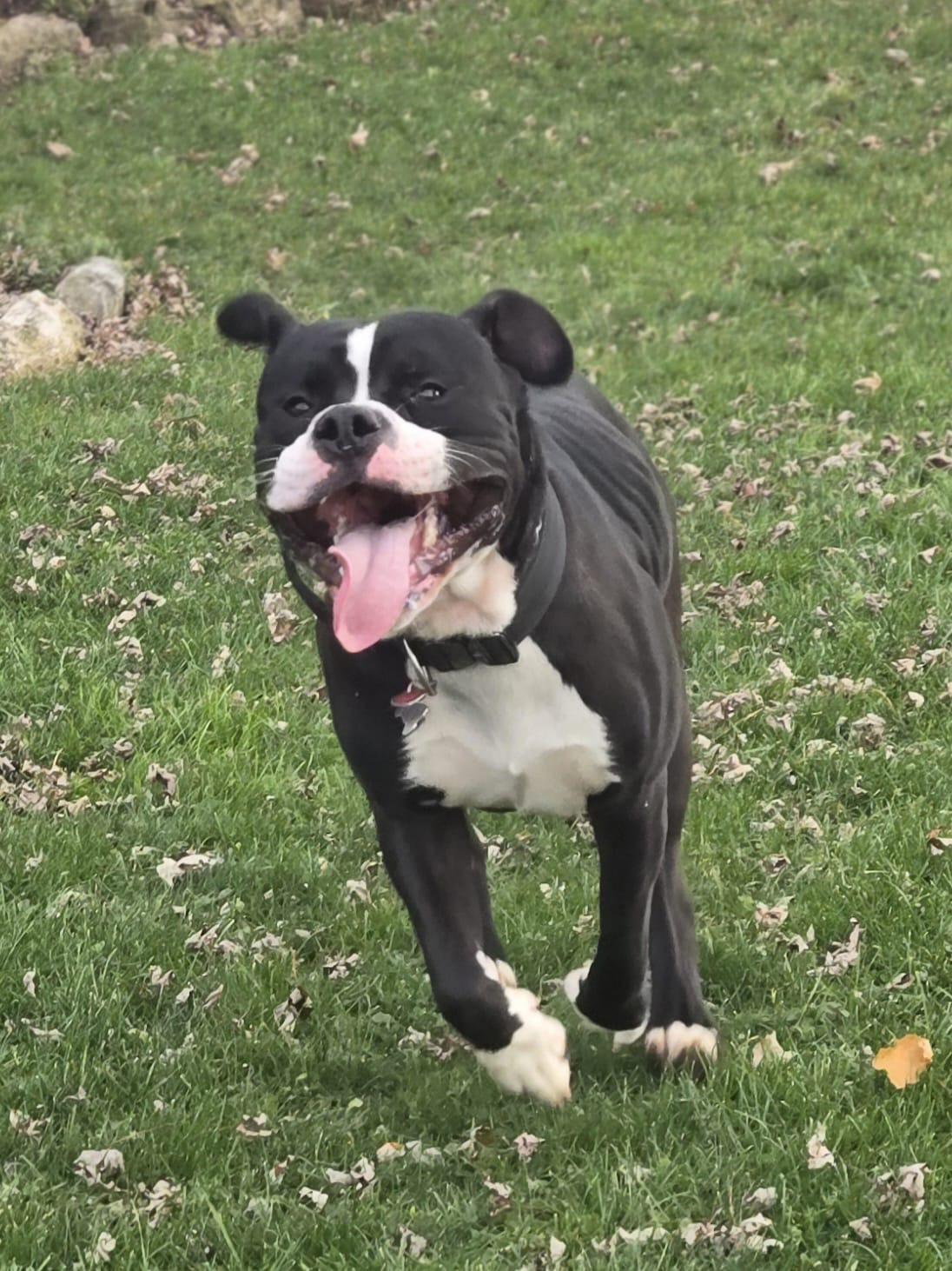 Levi, adoptable, Young Male American Bulldog.