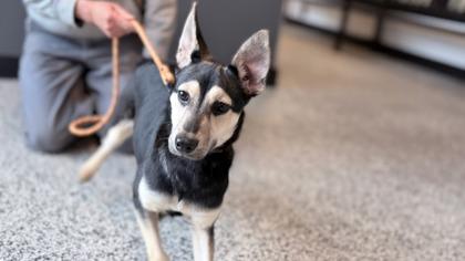 Versace — thumbnail 2