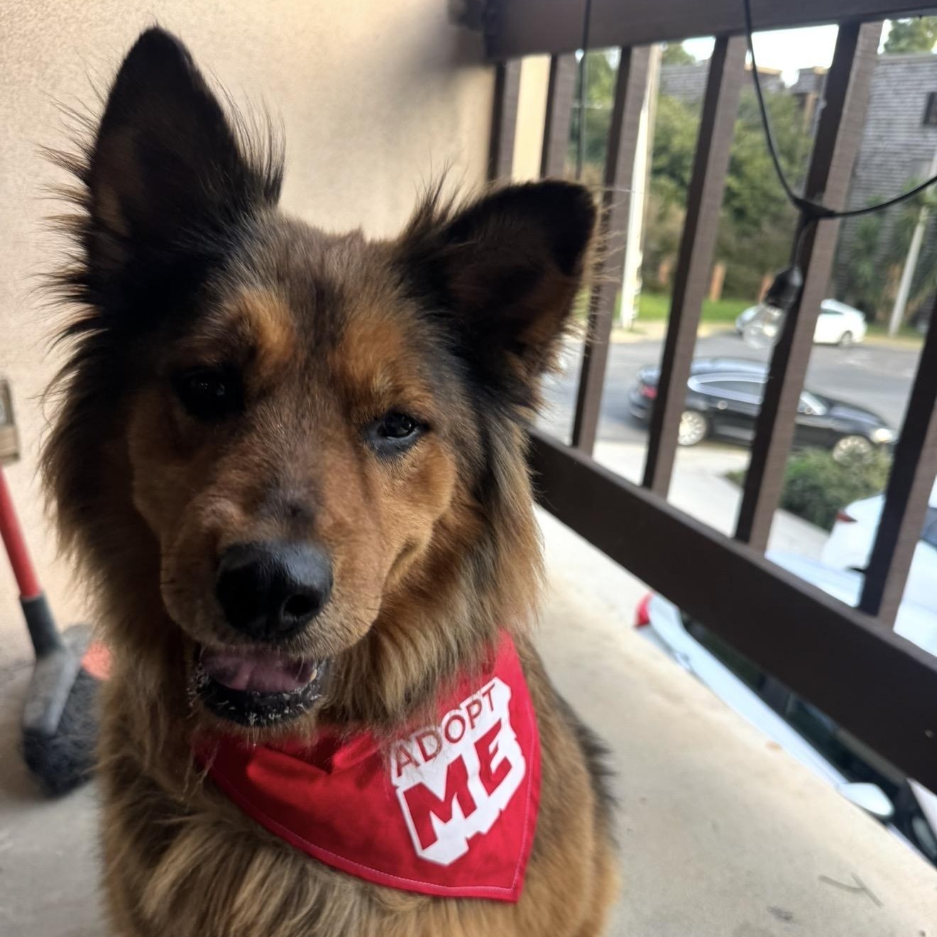Enlarge Coco, a Adoptable mixed breed in San Diego, CA image 2/6