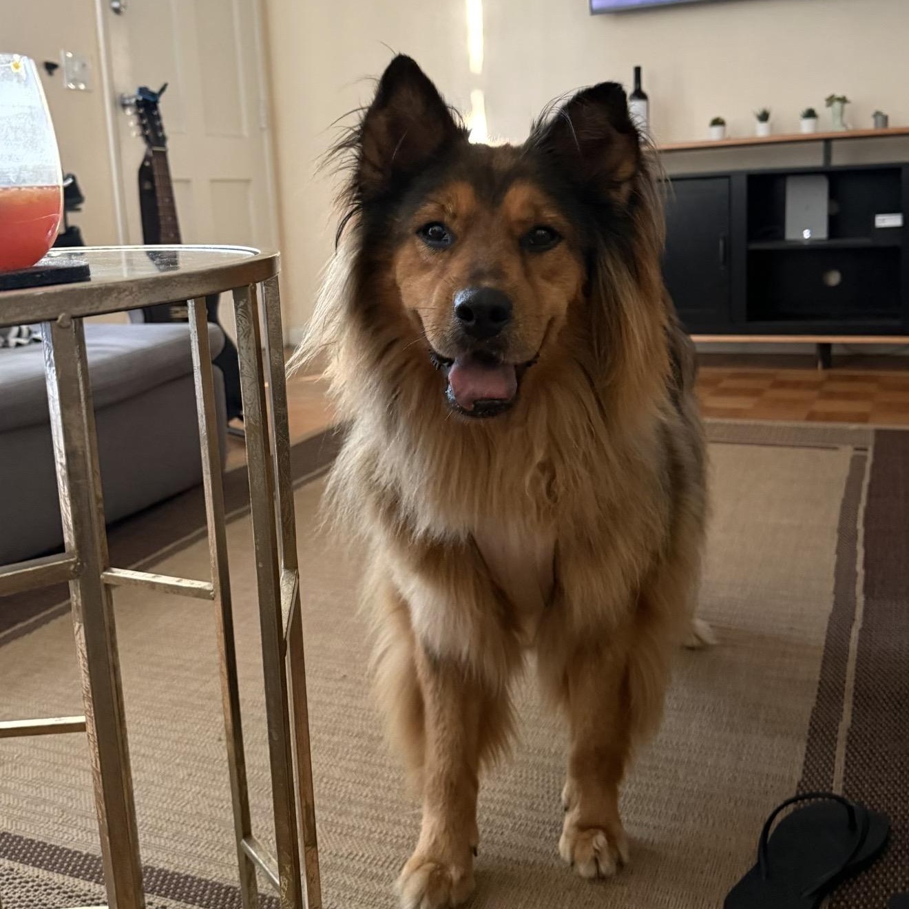 Coco, Adoptable, Senior Female Chow Chow.