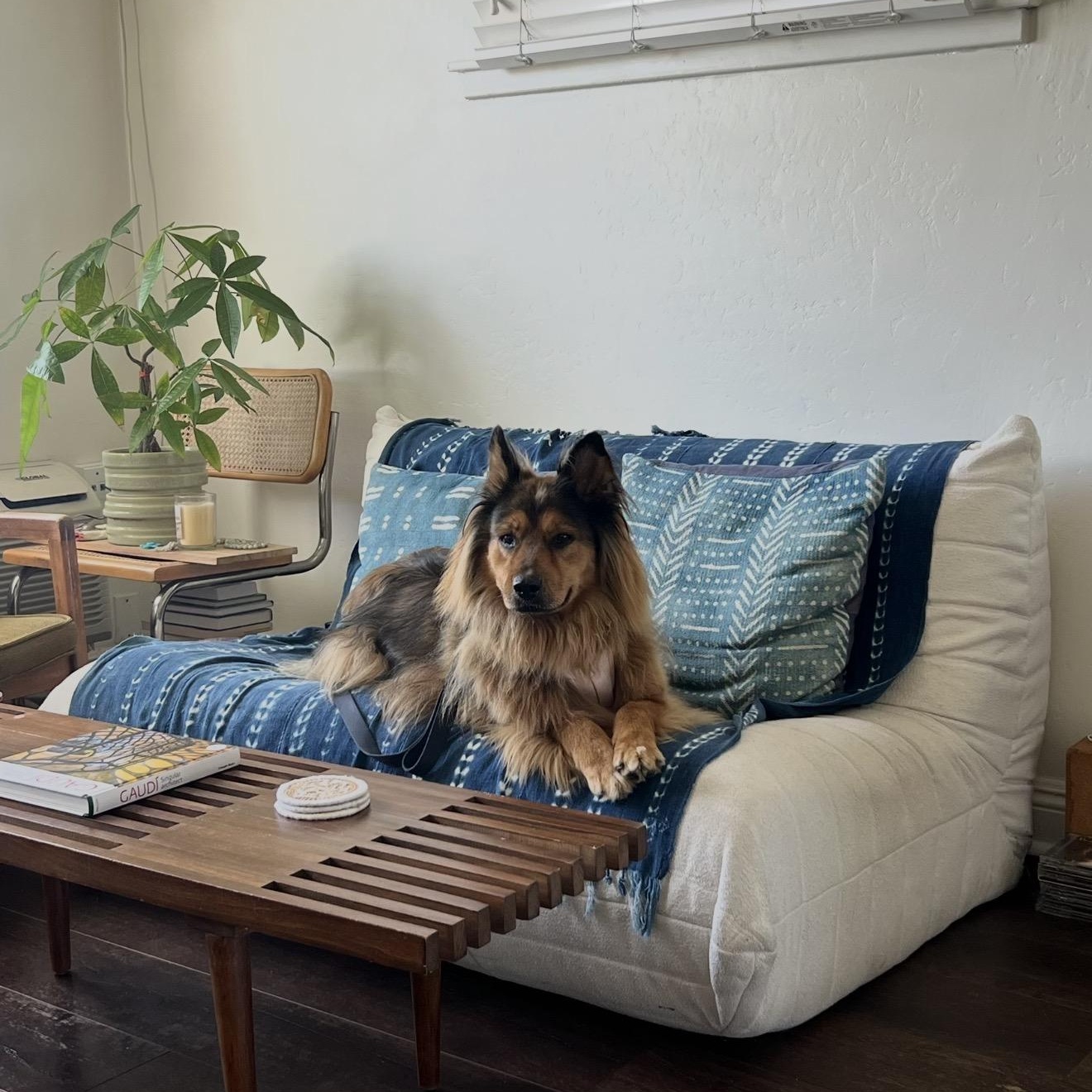 Enlarge Coco, a Adoptable mixed breed in San Diego, CA image 5/6
