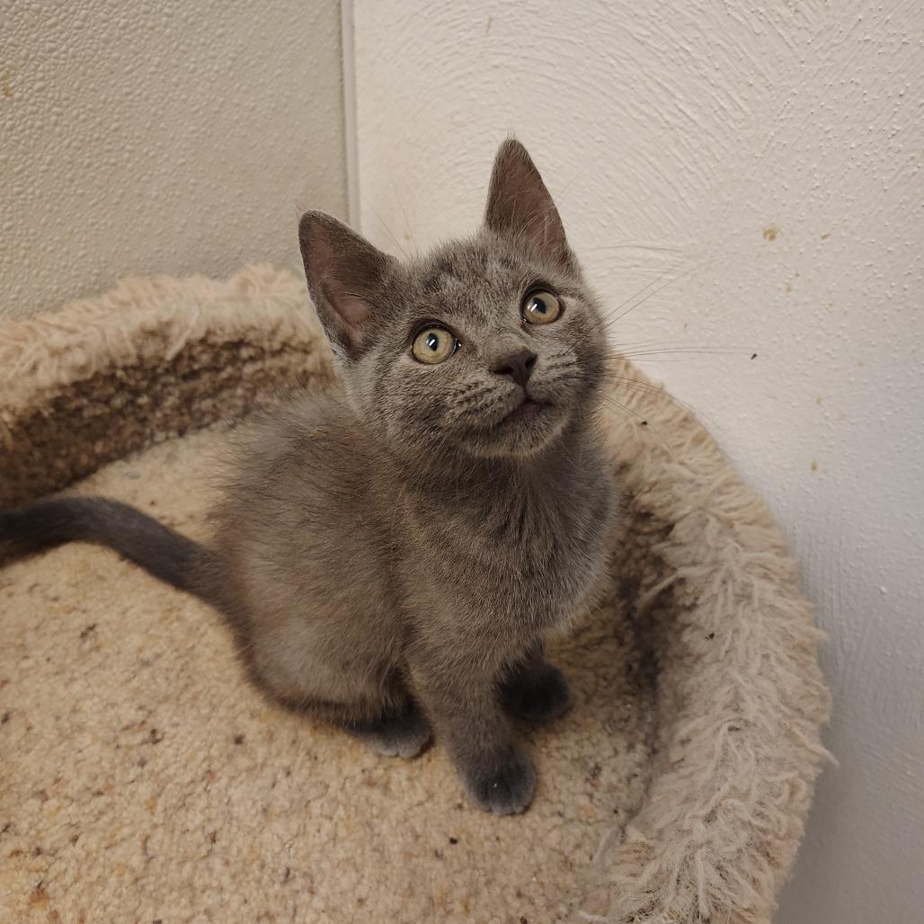 Enlarge Kung Pao, an adopted Domestic Short Hair in Indiana, PA image 1/1