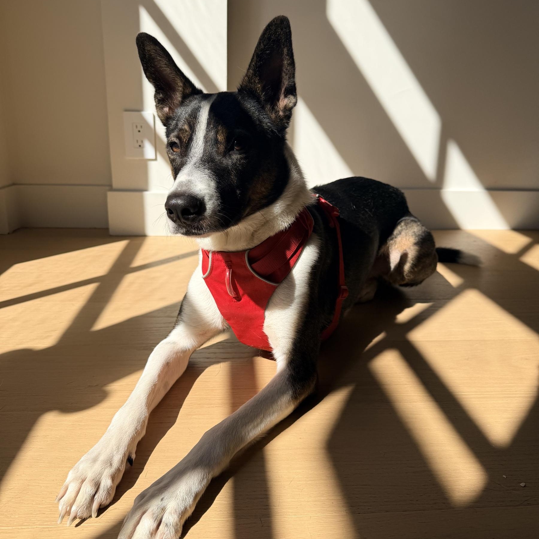 Enlarge Rocky, a Adoptable mixed breed in Playa del Rey, CA image 6/6
