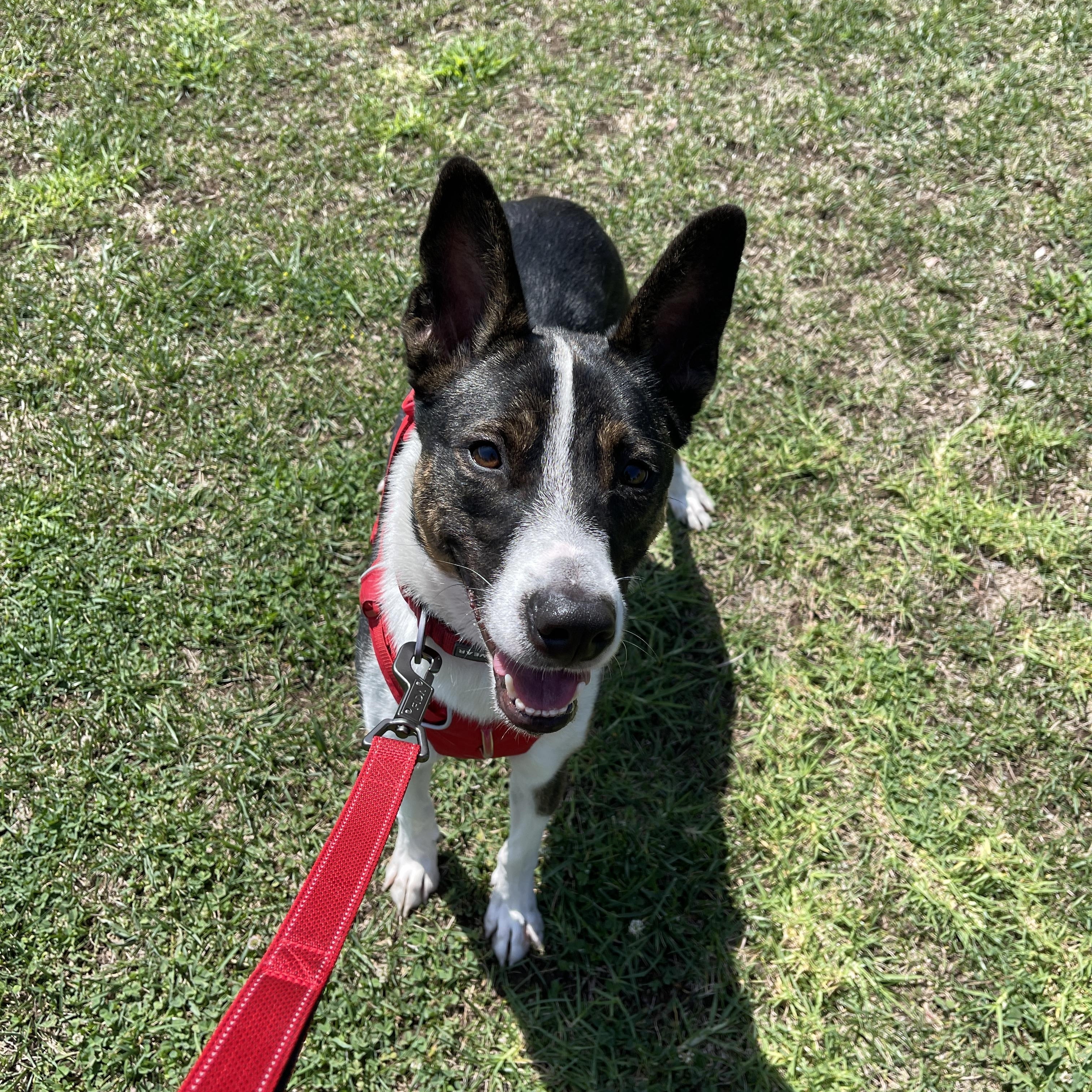 Enlarge Rocky, a Adoptable mixed breed in Playa del Rey, CA image 1/6