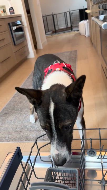 Enlarge Rocky, a Adoptable mixed breed in Playa del Rey, CA video 2/6