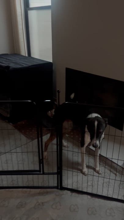 Enlarge Rocky, a Adoptable mixed breed in Playa del Rey, CA video 4/6