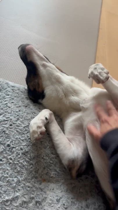 Enlarge Rocky, a Adoptable mixed breed in Playa del Rey, CA video 3/6