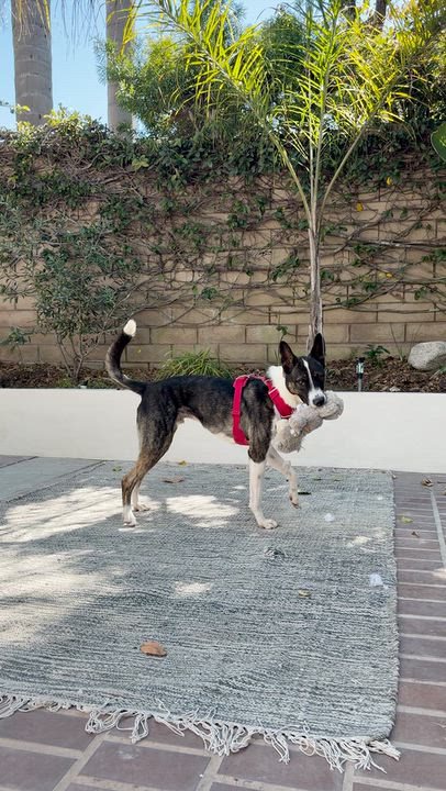 Enlarge Rocky, a Adoptable mixed breed in Playa del Rey, CA video 5/6