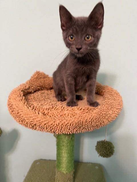 Enlarge Ames (Gains - Siamese is bonded to Ames), a Adoptable mixed breed in Bedminster, NJ image 5/6