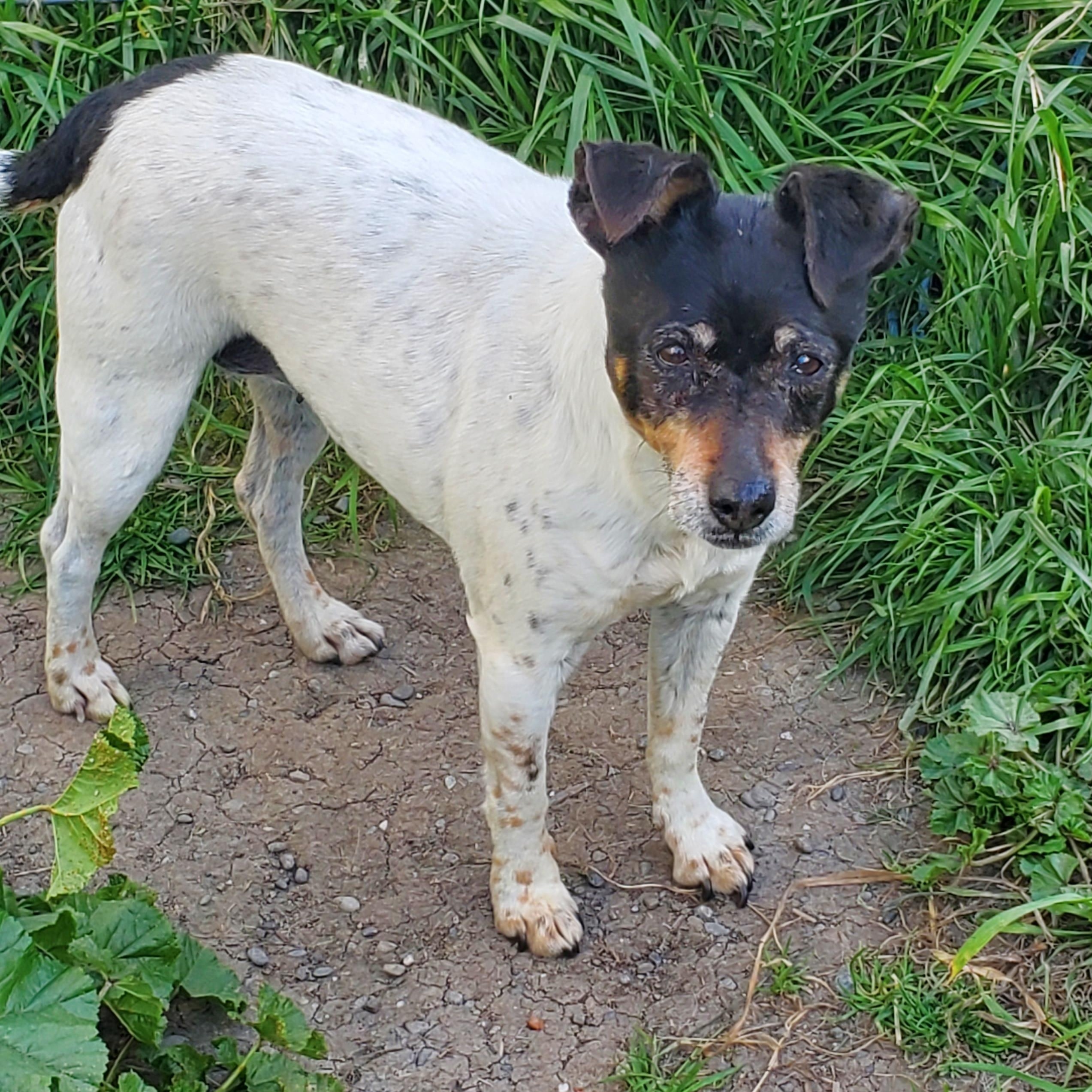 BUSY (located in Ferndale, CA), an adoptable Jack Russell Terrier in Ferndale, CA, 95536 | Photo Image 1