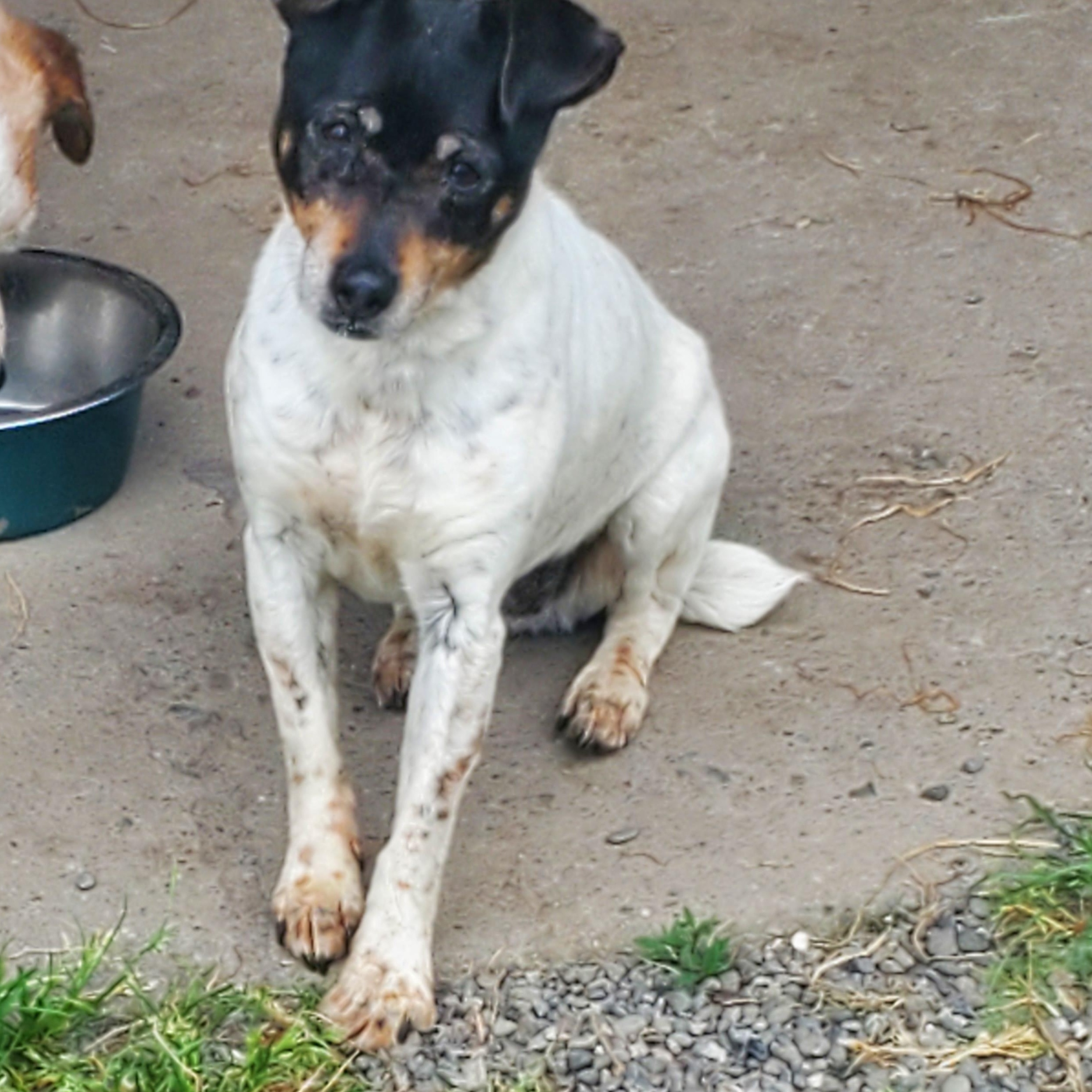 Enlarge BUSY (located in Ferndale, CA), a Adopted Jack Russell Terrier in Moorpark, CA image 2/2