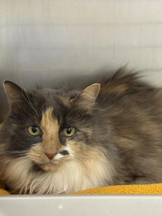 Enlarge Gypsie, an adopted Domestic Long Hair in Worcester, MA image 1/1