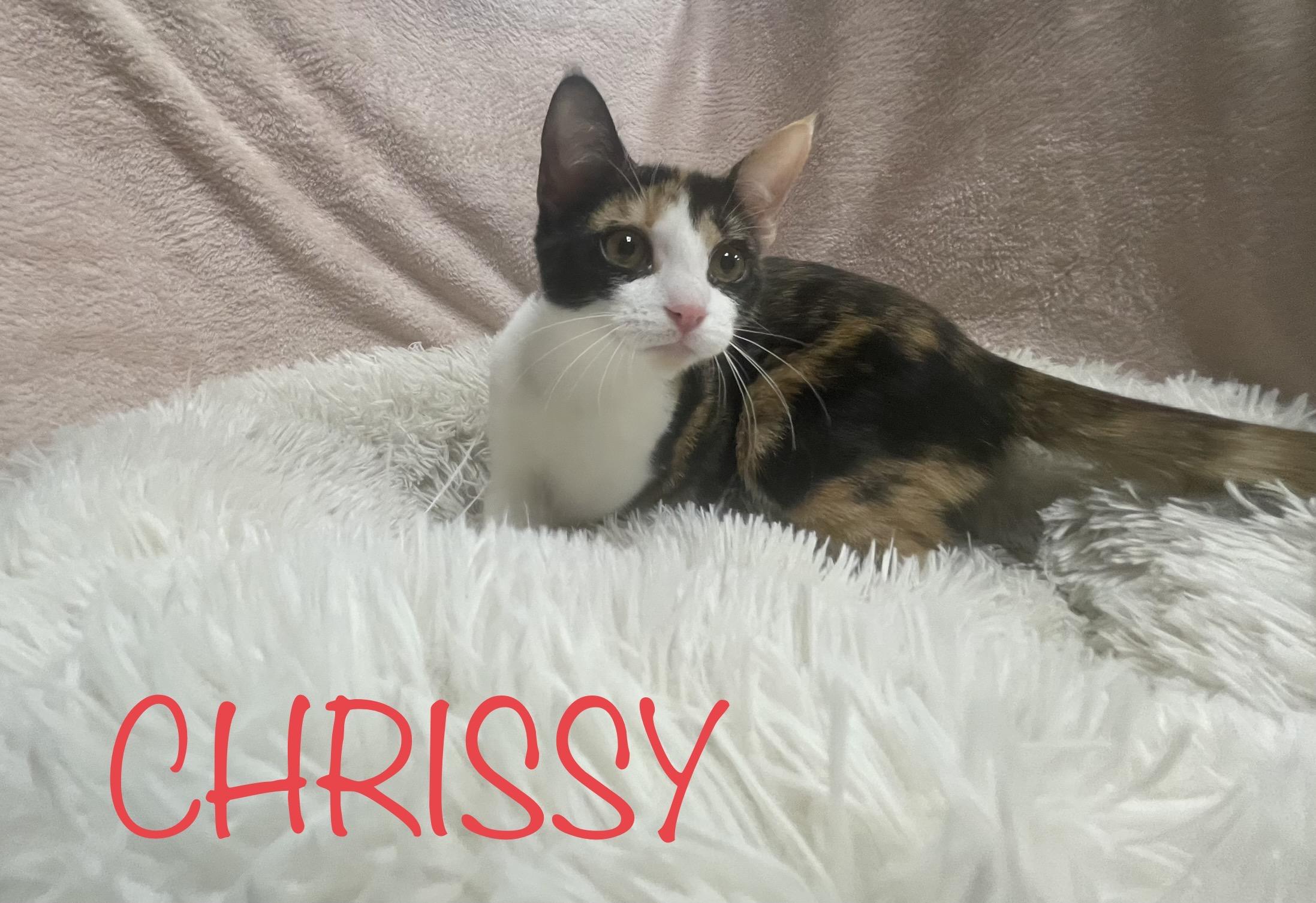 Chrissy, Adoptable, Adult Female Domestic Short Hair.