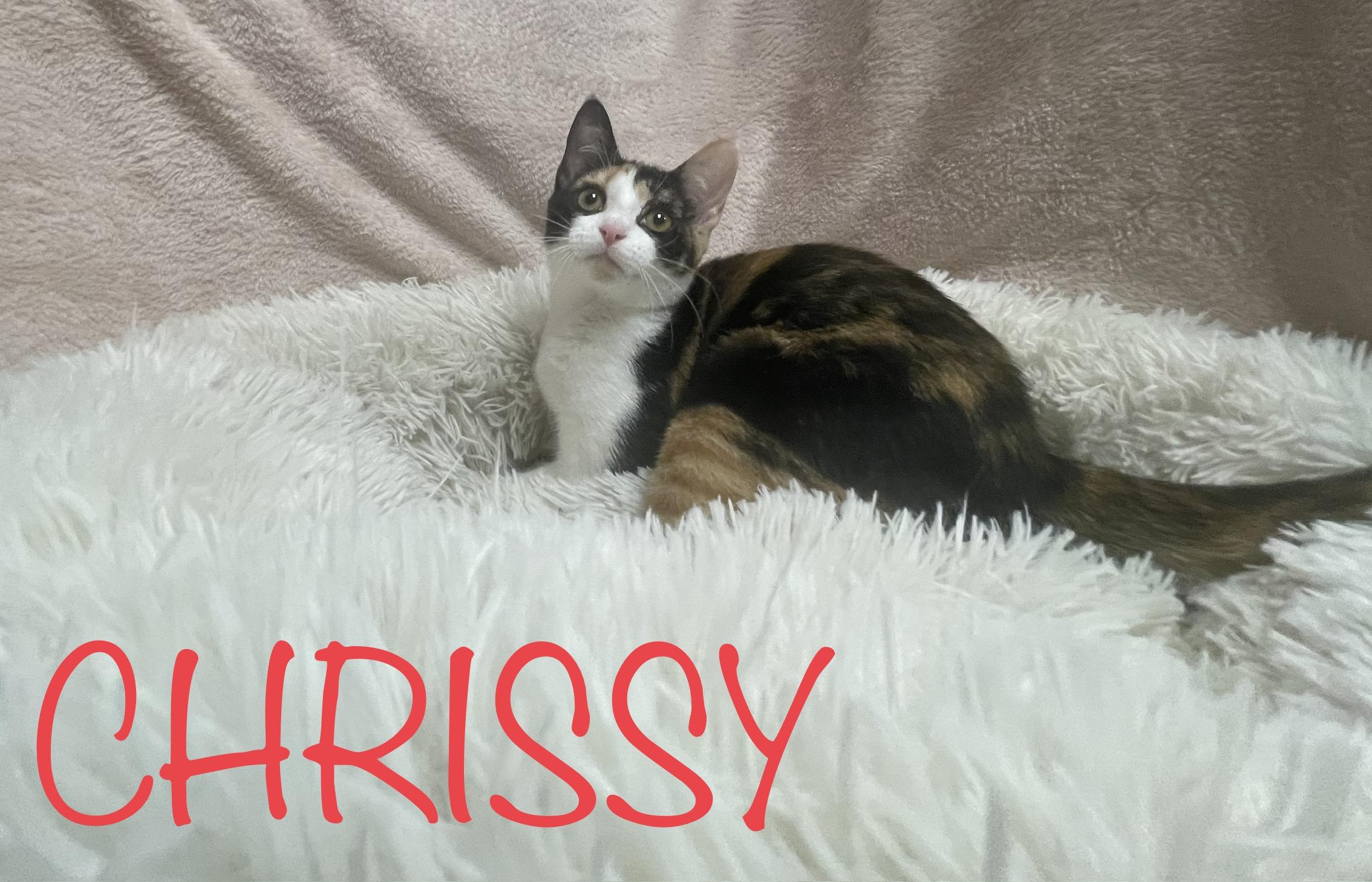 Enlarge Chrissy, a Adoptable Domestic Short Hair in Goodlettsville, TN image 6/6